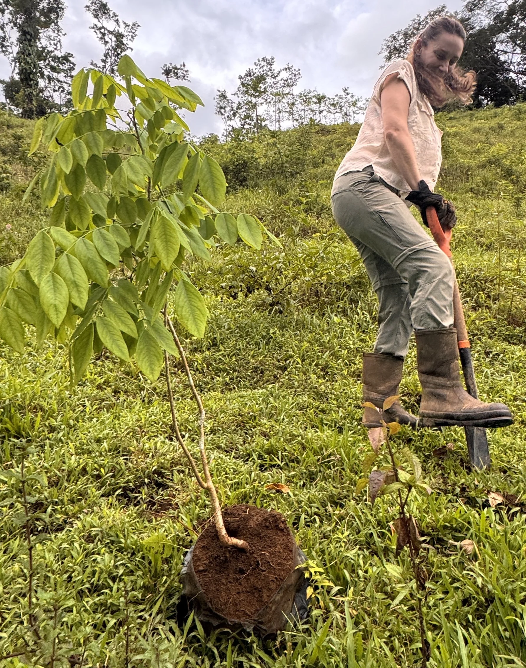Renee digging a hole to plant a cocobolo tree on Costa Rica.