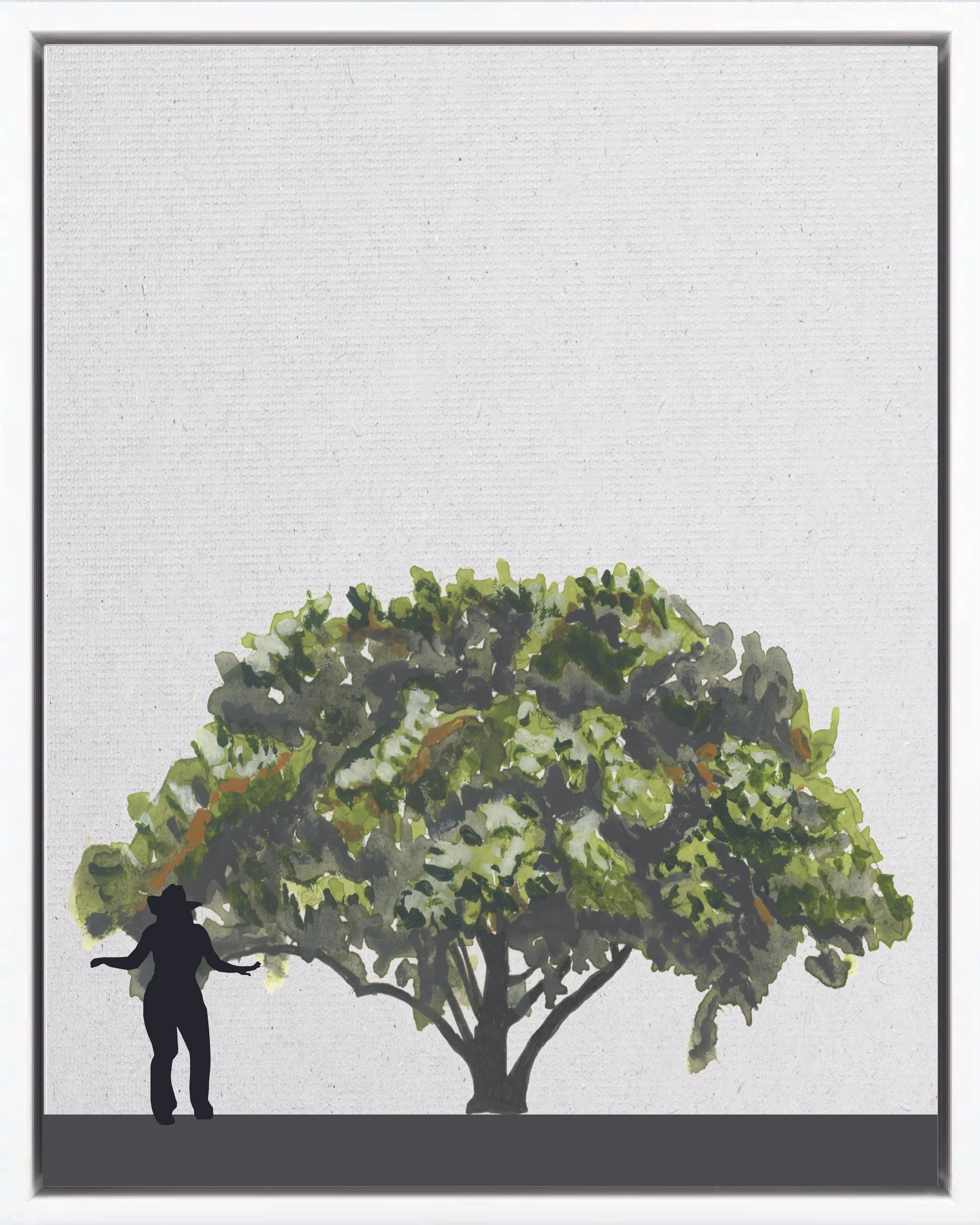Illustration of Tubú (Tree Daisy; tubús, tobú), Montanoa guatemalensis, fast pioneer windbreak tree of Monteverde and the Isthmian-Atlantic slope, at mature height with figure for scale.