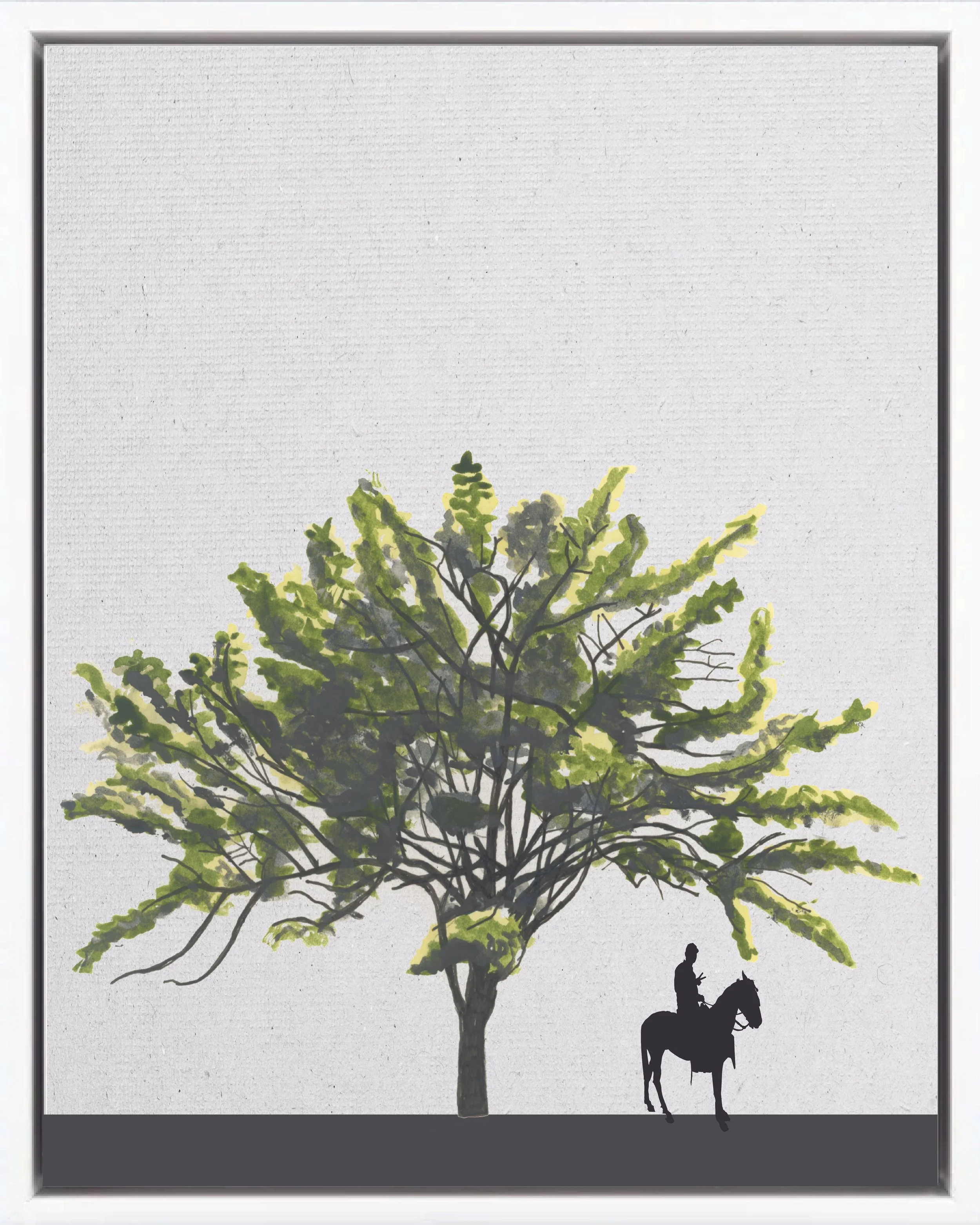 Hand-illustrated portrait of Madero negro (Quickstick; mataratón, cacahuananche, madre de cacao, Nicaraguan cocoa shade), Gliricidia sepium, nitrogen-fixing pioneer reforestation tree Isthmian-Atlantic slope, at mature height with figure for scale.