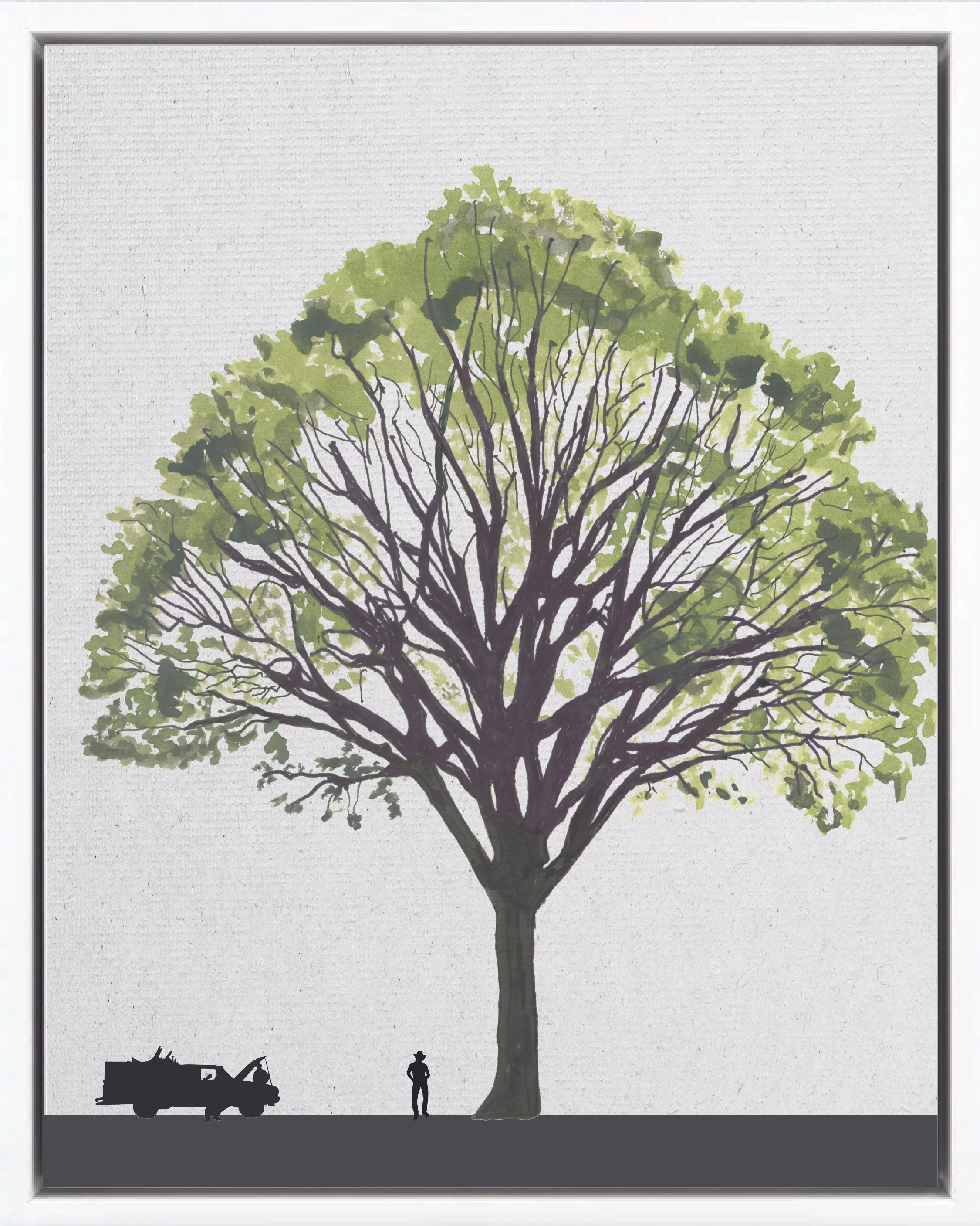 Illustration of Cedro amargo (Spanish cedar, cedro, cedro blanco), Cedrela odorata, late secondary reforestation tree of Costa Rica's Neotropical Isthmian-Atlantic slope, at mature height with figure for scale.