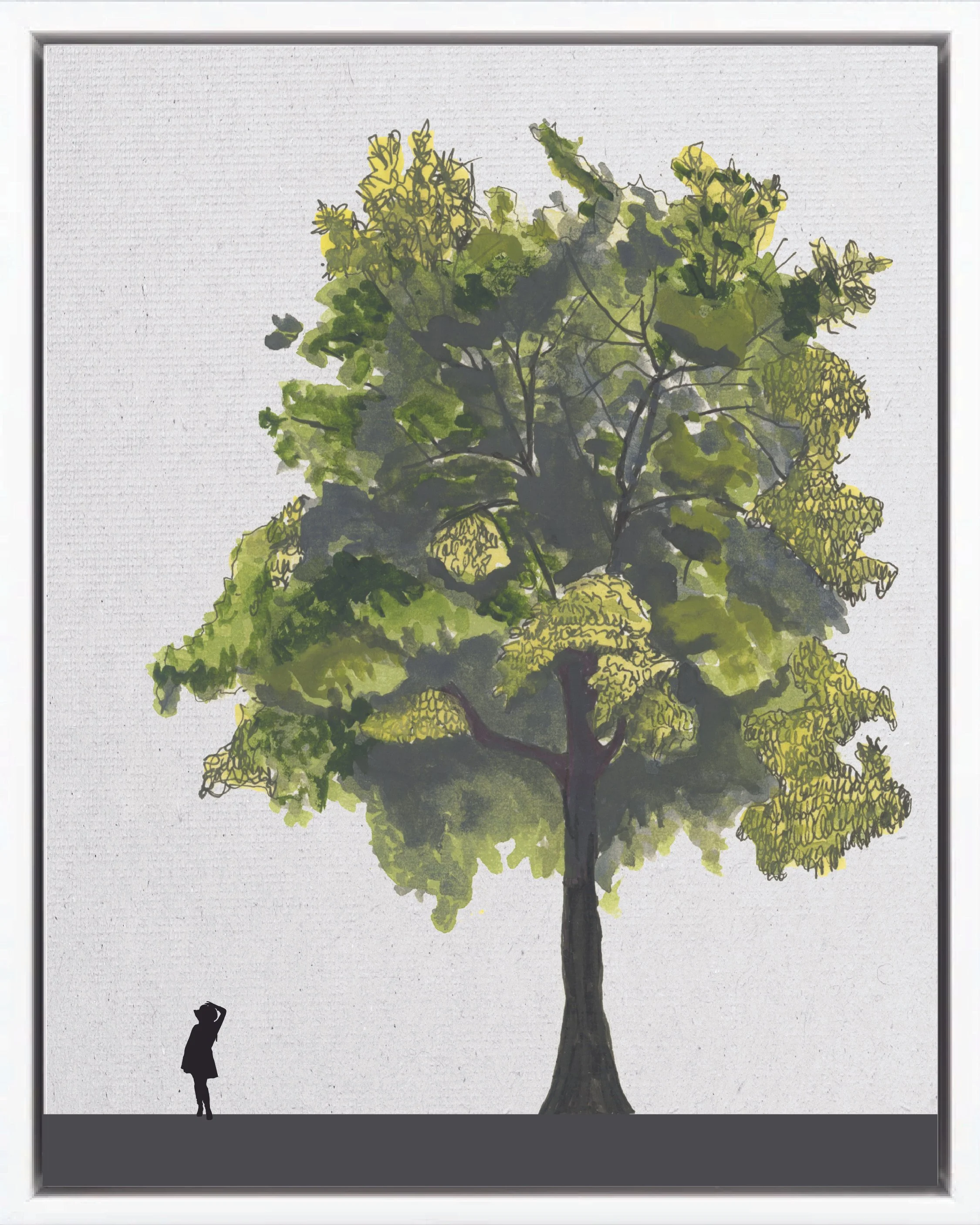 Illustration of Poponjoche (Money tree, jelinjoche, zapote de agua), Pachira aquatica, early secondary reforestation tree of Costa Rica's Neotropical Isthmian-Atlantic slope, at mature height with figure for scale.