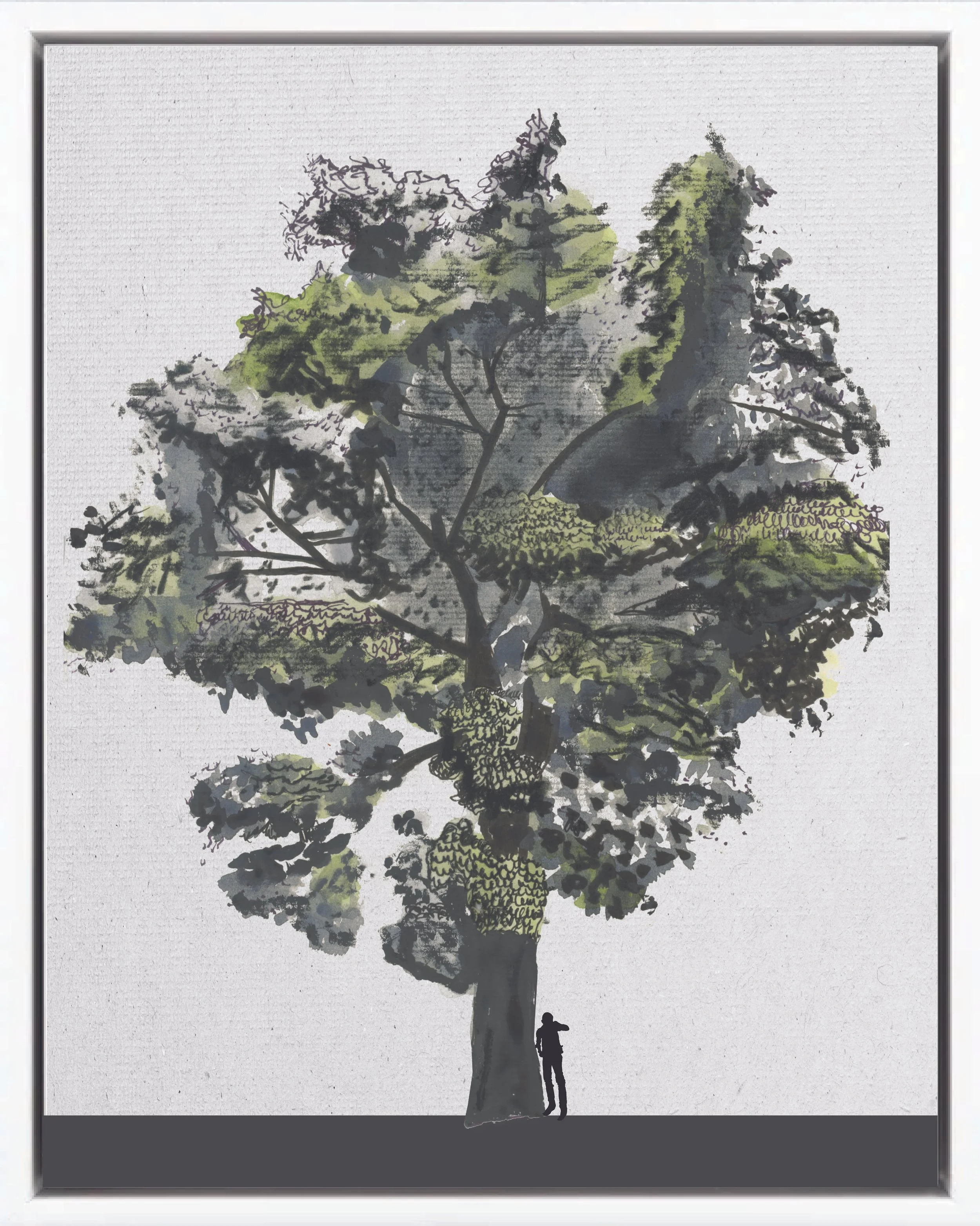 Hand drawn tree study of Almendro de Rio (cabbage angelin) as a climax neotropical reforestation species