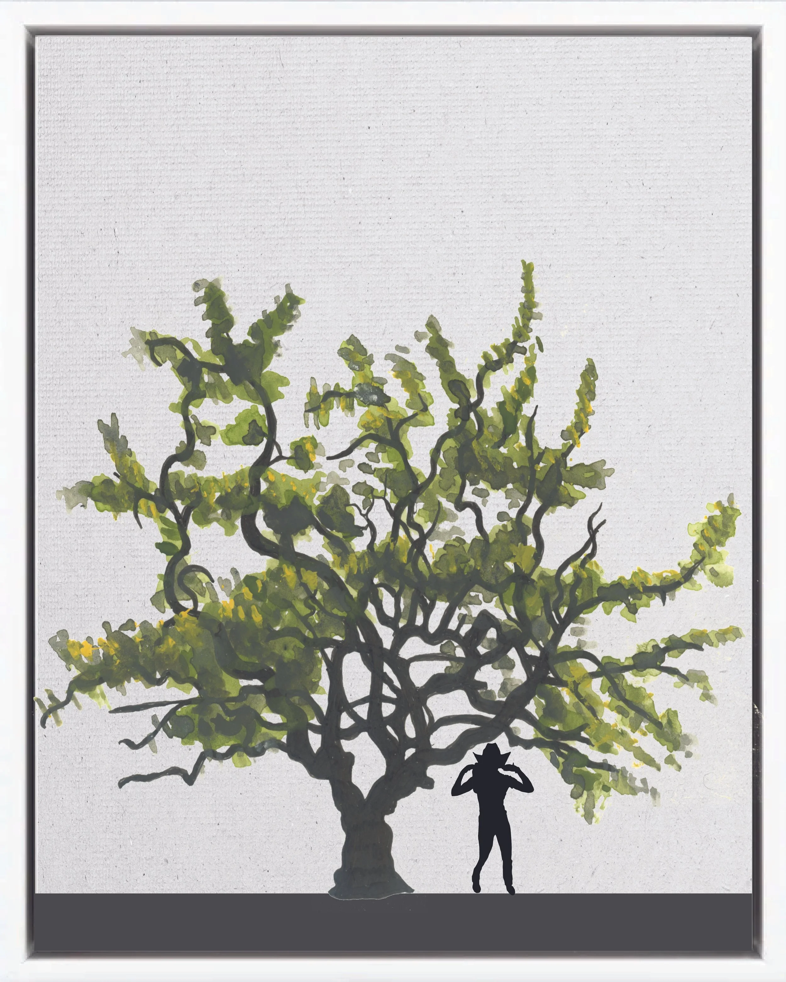 Illustration of Guayaba (Guava; guayabo, guayaba dulce, guayaba manzana), Psidium guajava, fast pioneer reforestation tree of the Isthmian-Atlantic slope, at mature height with figure for scale.