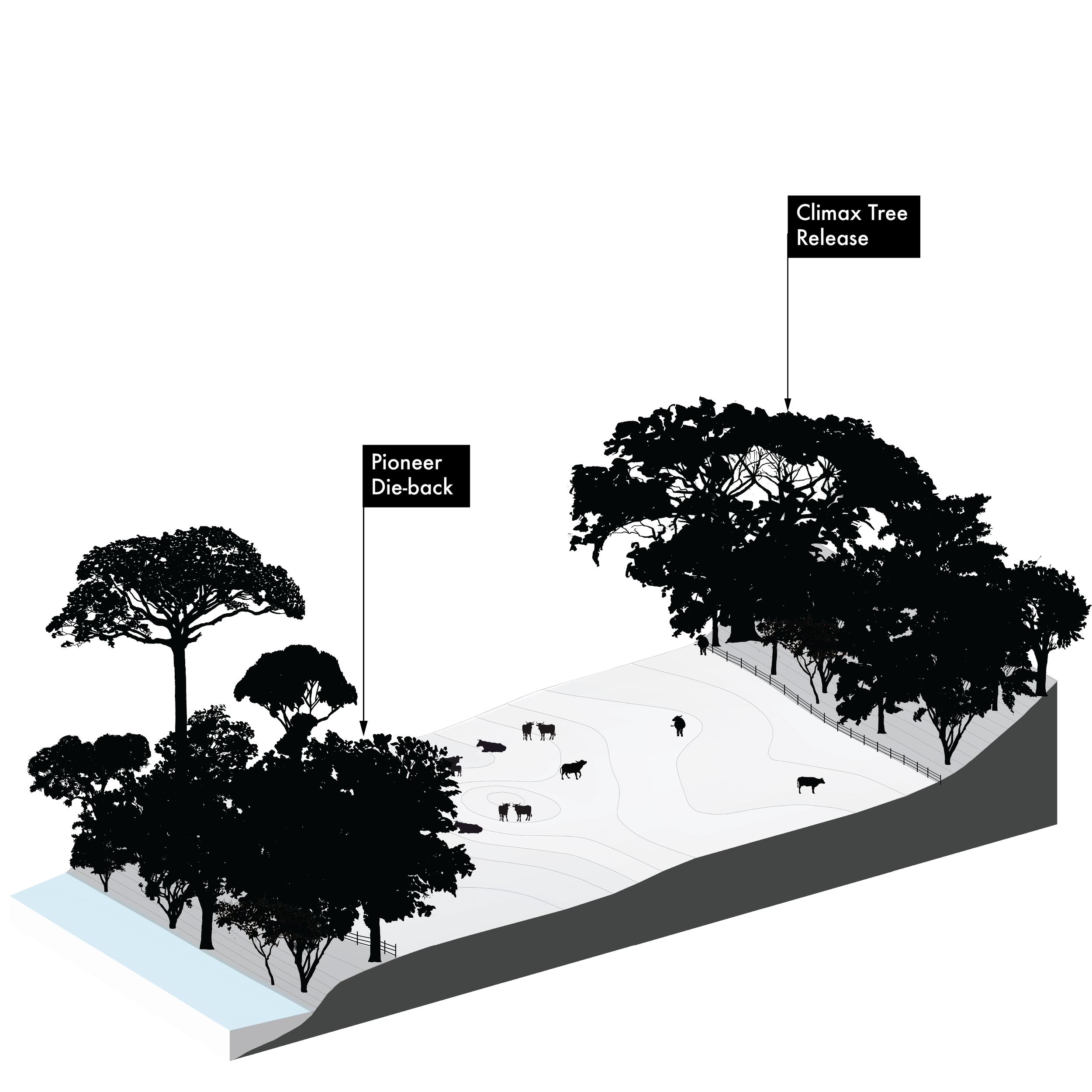 Illustration of Yos (Milkwood; lecherón, curupí, leche de olivo, olivo macho, pijiño), Sapium glandulosum, fast pioneer reforestation tree of the Isthmian-Atlantic slope, at mature height with figure for scale.
