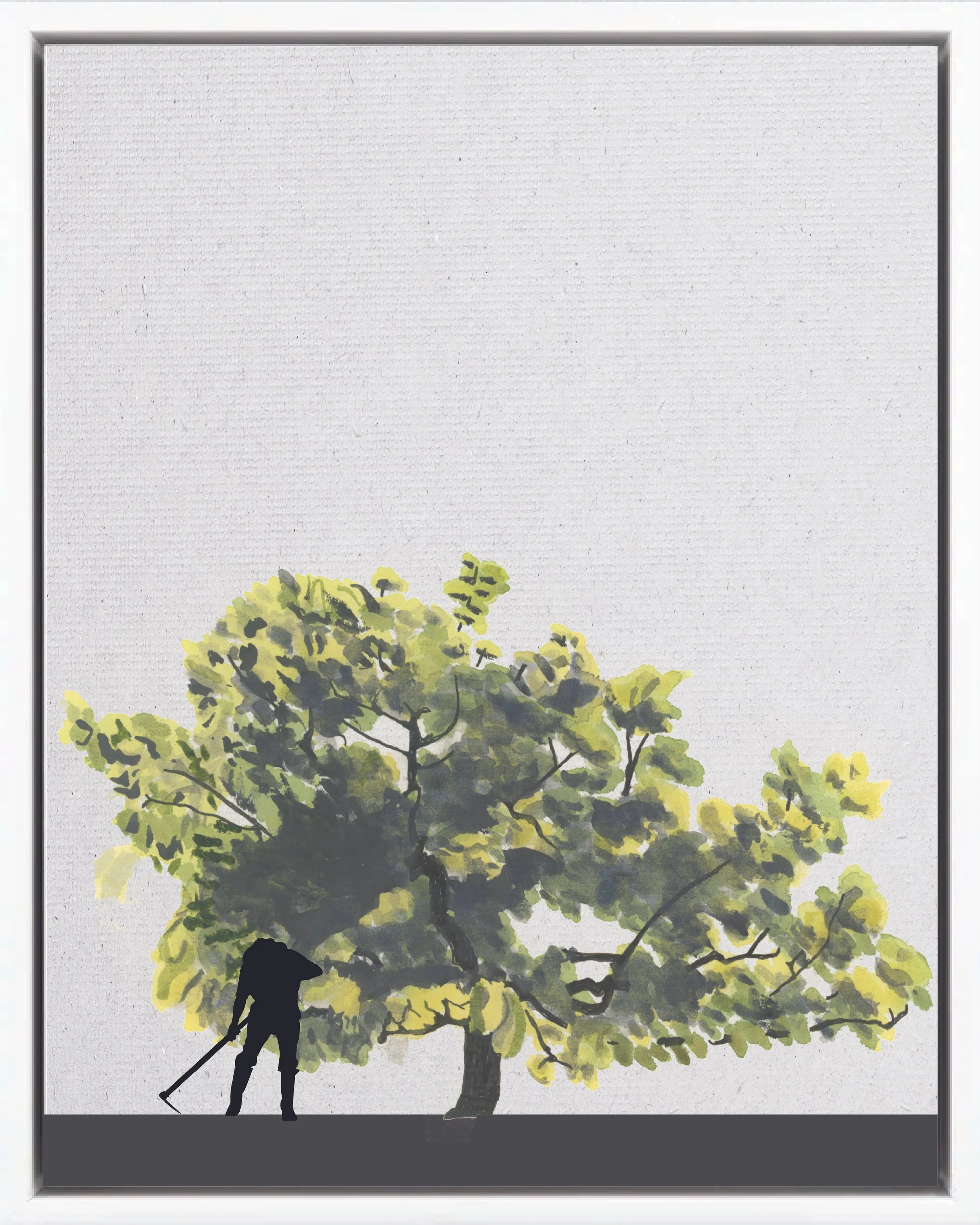 Illustration of Papaturro (Inland seagrape; uvero, uvita, uva silvestre, uvero de hoja grande), Coccoloba caracasana, fast pioneer reforestation tree of the Isthmian-Atlantic slope, at mature height with figure for scale.