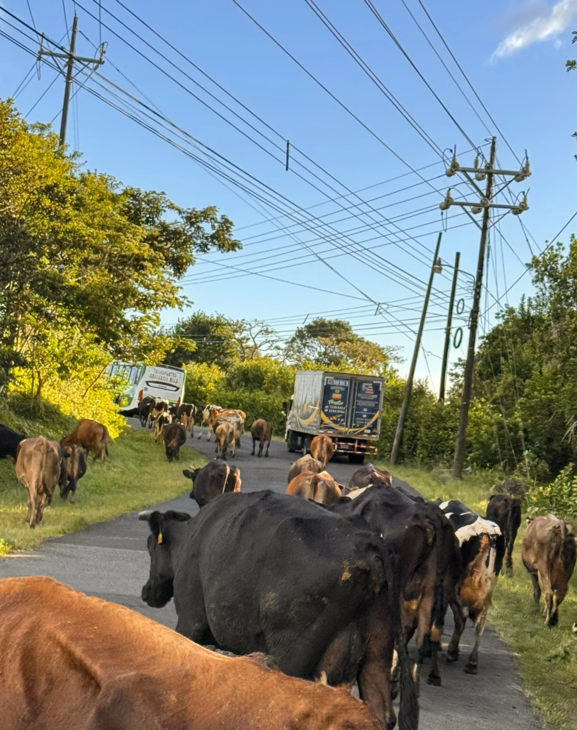 Cows block the road in Guayabal, Costa Rica.