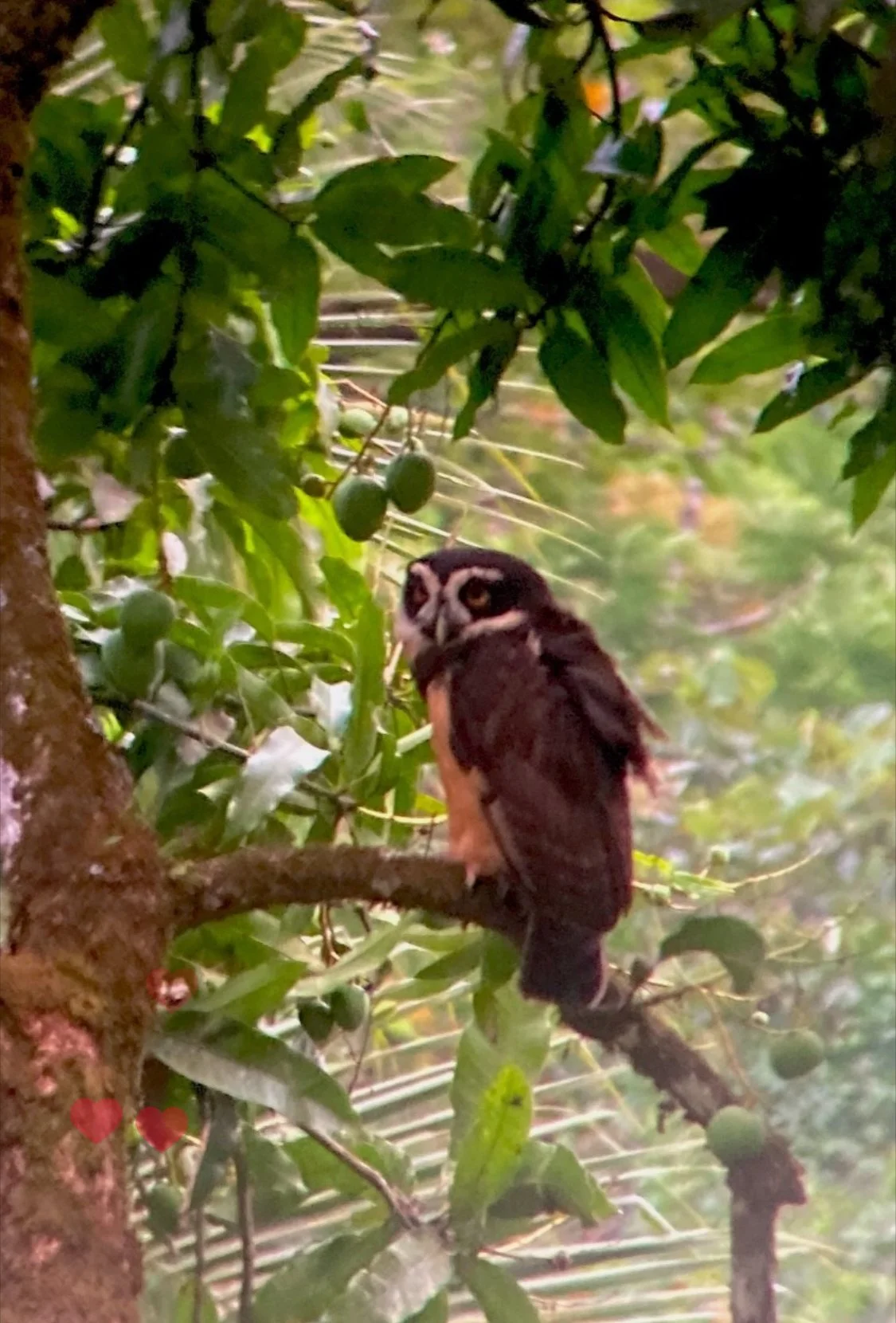 Spectacled owl (Pulsatrix perspicillata) in a mango tree in Costa Rica.