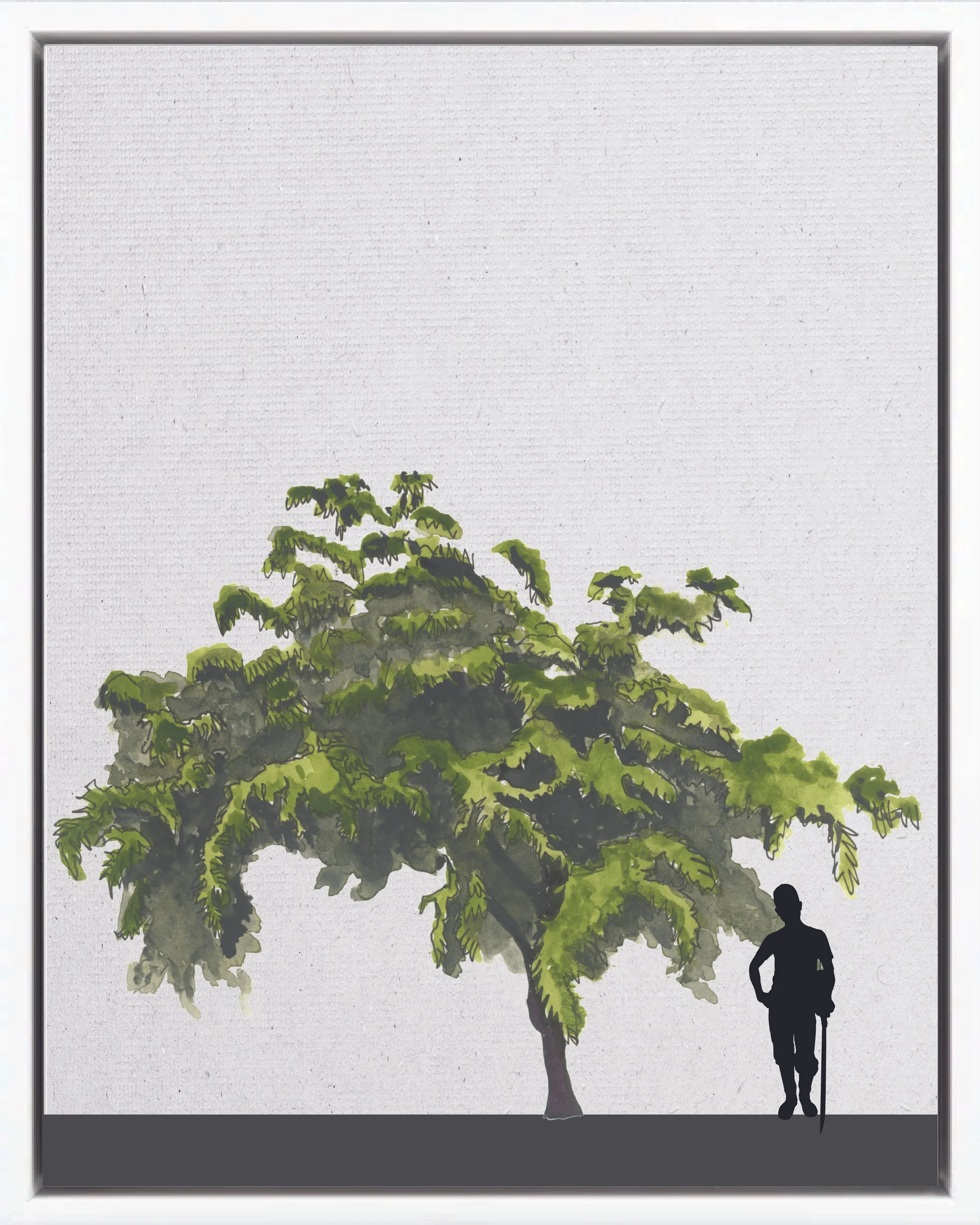 Illustration of Capulín (Jamaican nettletree; capulín, capulín blanco, jucó, vara blanca), Trema micrantha, fast pioneer reforestation tree of the Isthmian-Atlantic slope, at mature height with figure for scale.