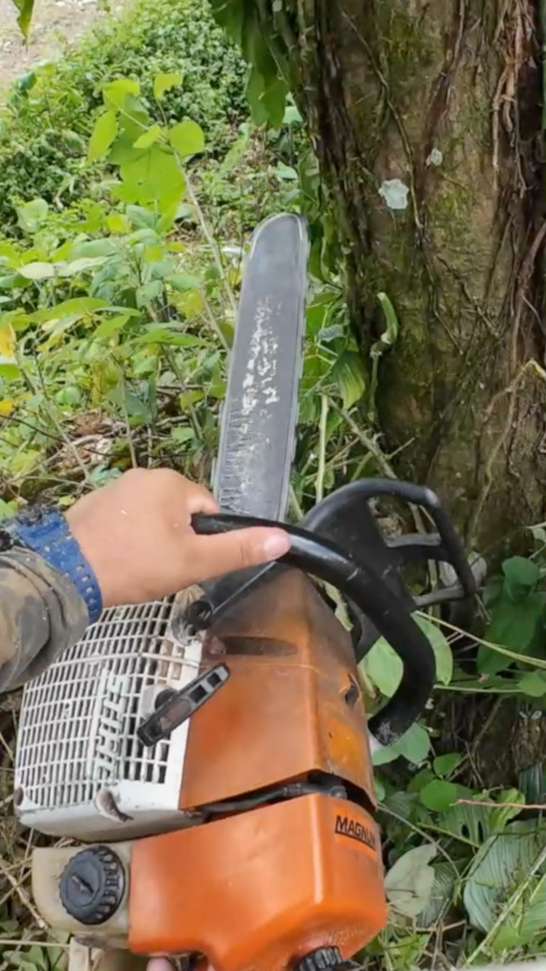A person holding a chainsaw near a tree trunk surrounded by green foliage.