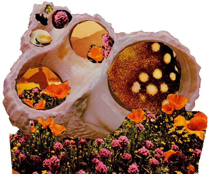 8. shell in a field, collage copy.jpg