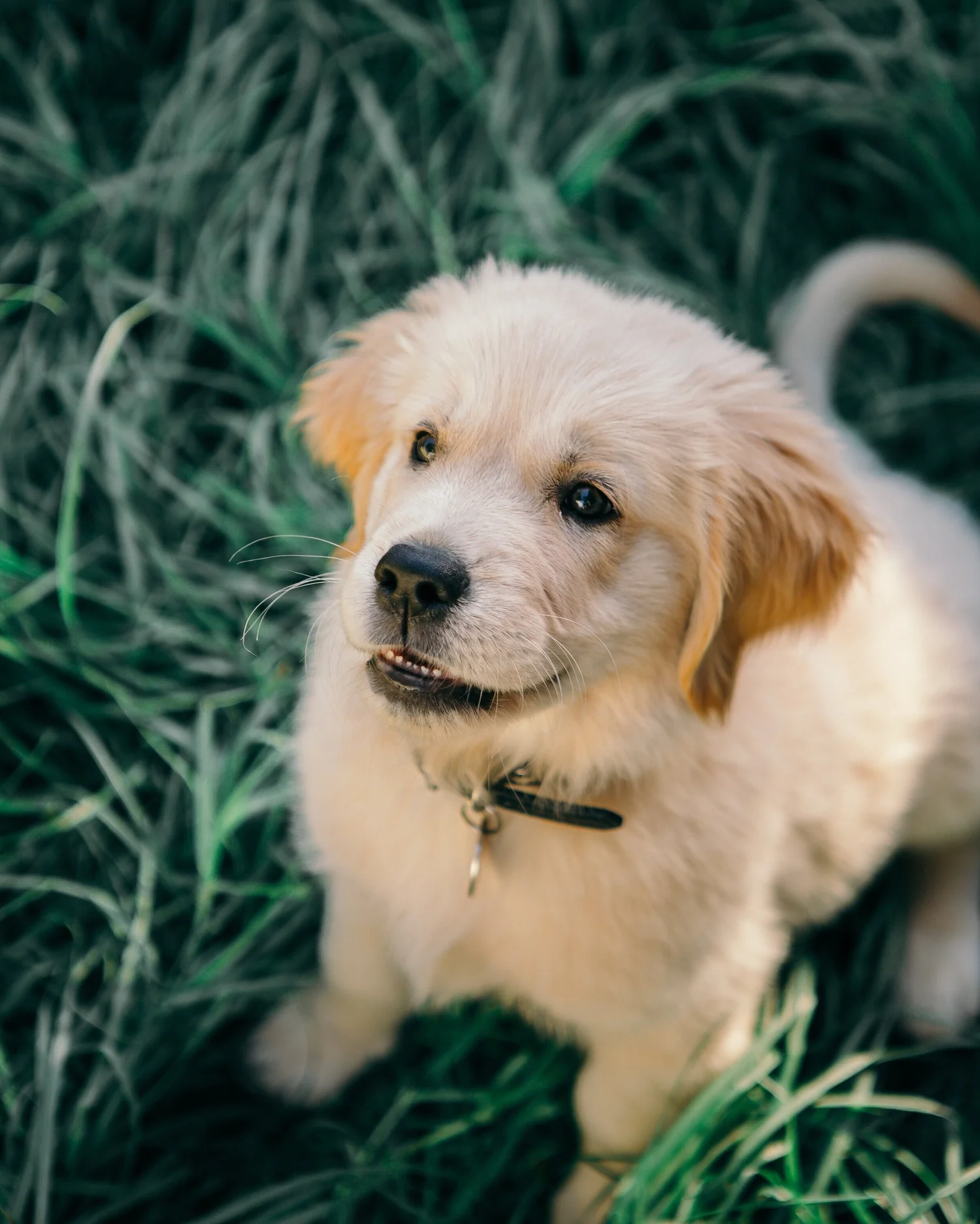 Upward Hound Upward Dog Training Puppy Kindergarten