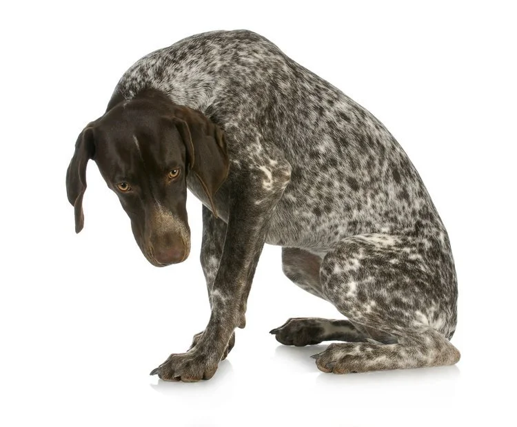 Listen to the Whisper — Upward Hound