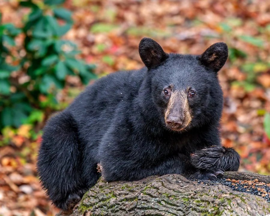 A black bear resting on a log with fall colored leaves on the ground behind it.