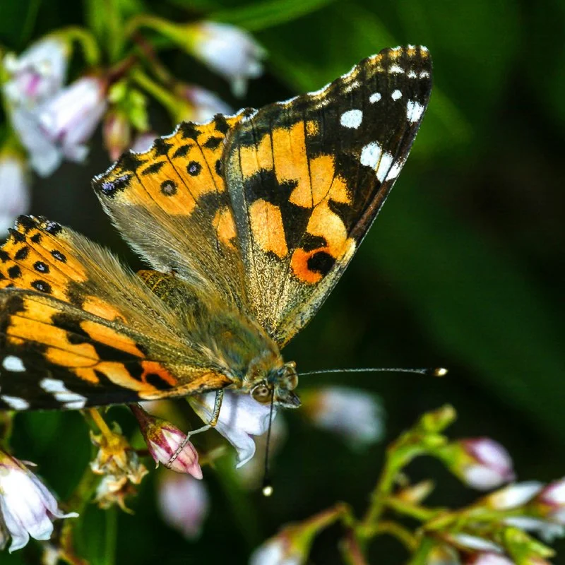 Butterfly Season Begins
