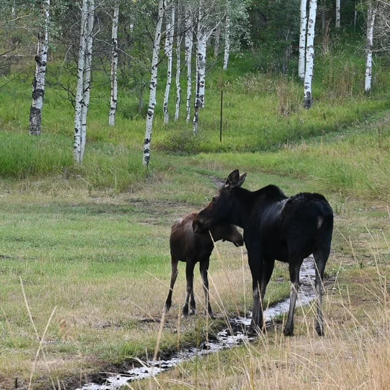 Moose Calving Season Begins