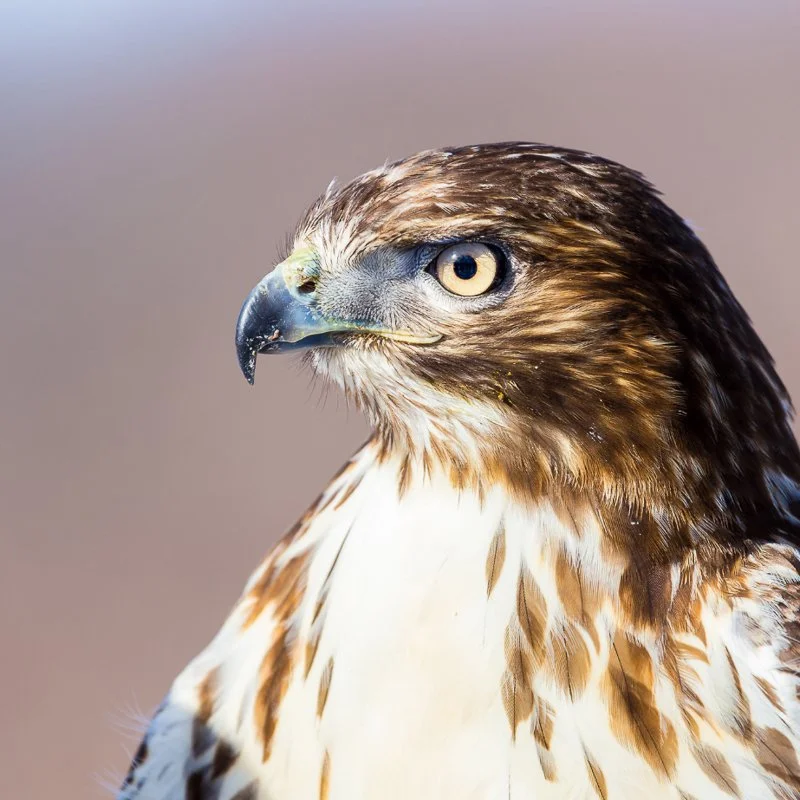 Raptor Migration Begins