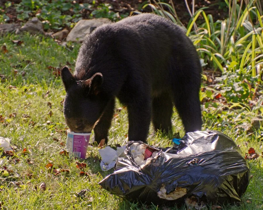 A bear eating from human garbage, his nose buried in a plastic container.
