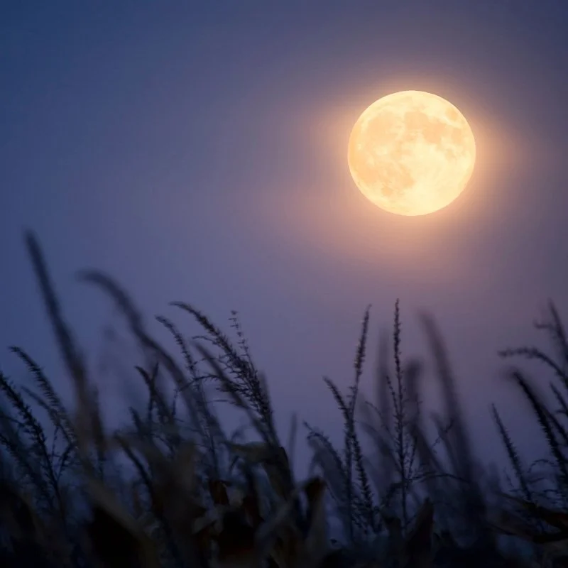 Corn Moon