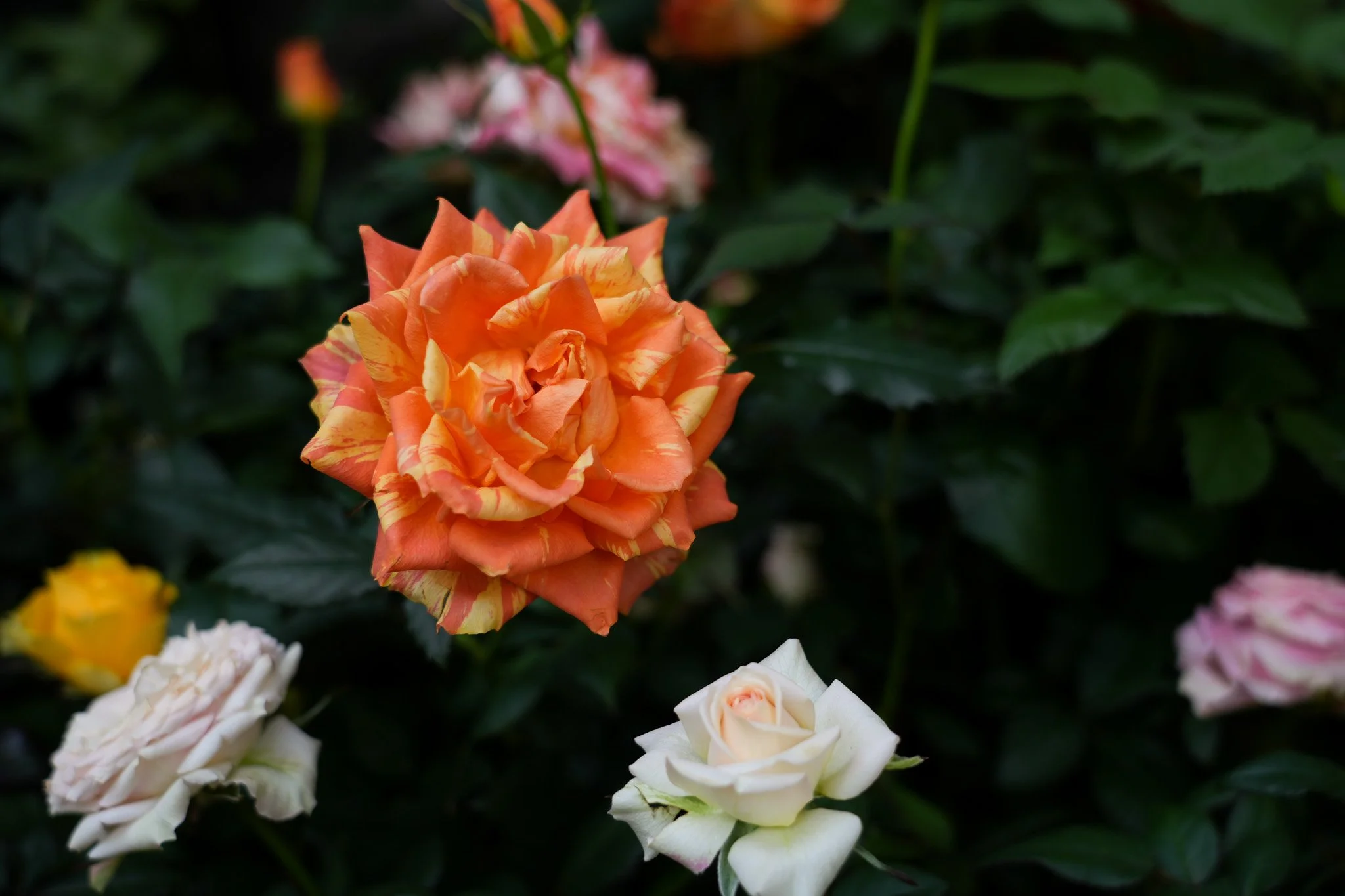 Pemberton-Valley-Nurseries-Valentines-day-Flower.jpg
