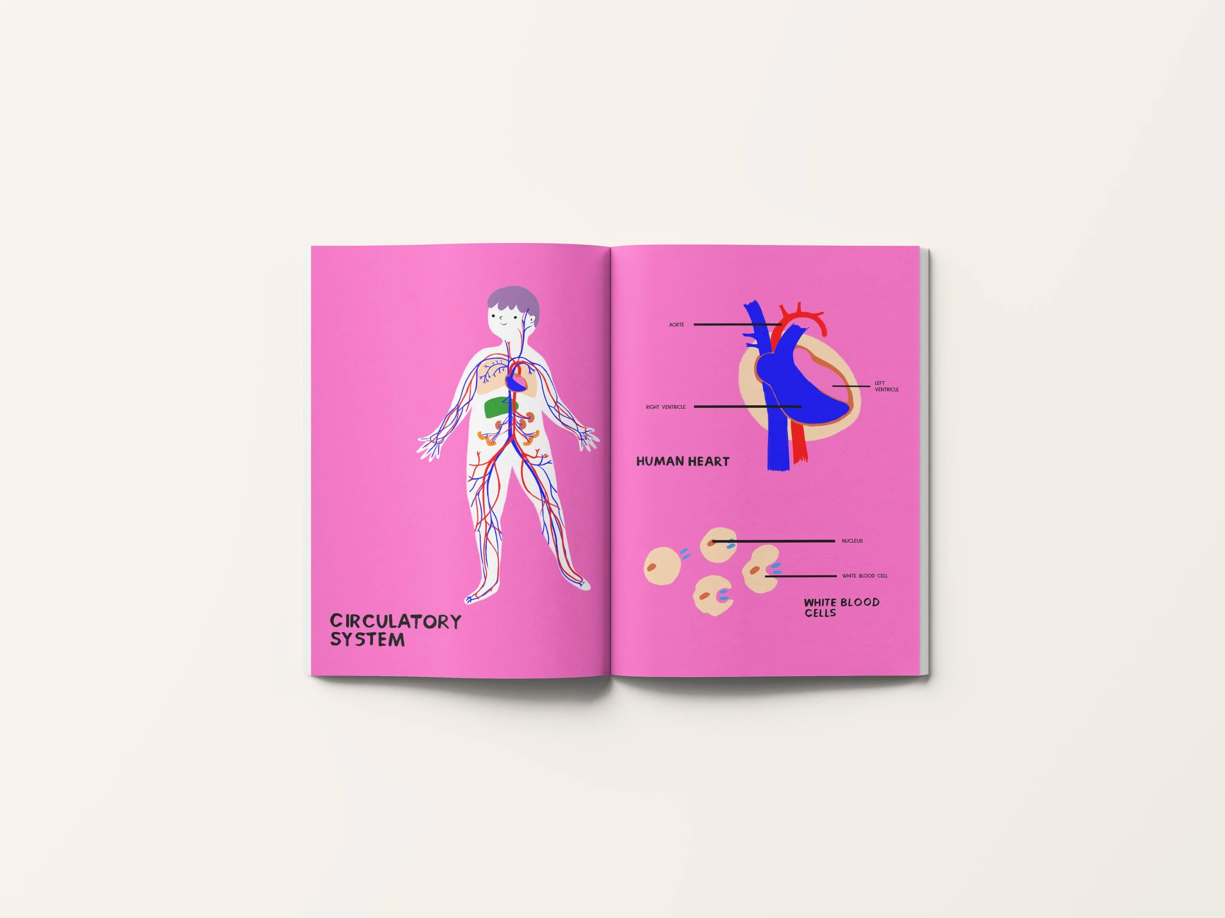 magazine blood circulation.jpg