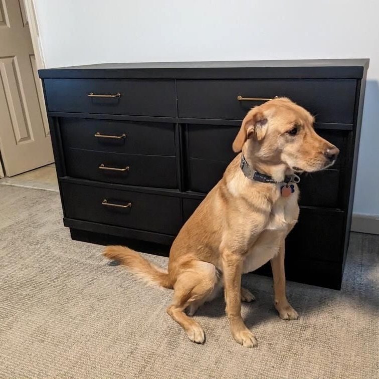 Another happy piece in its new home. 🏠 🧡Thank you for the doggo capture. Furrever needing dog models in all our photos now. 📸 @joestumpy 

#blackdresser #hvfurniture #hudsonvalley #sustainablehudsonvalley #painteddresser #upstateny #hudsonvalleyha