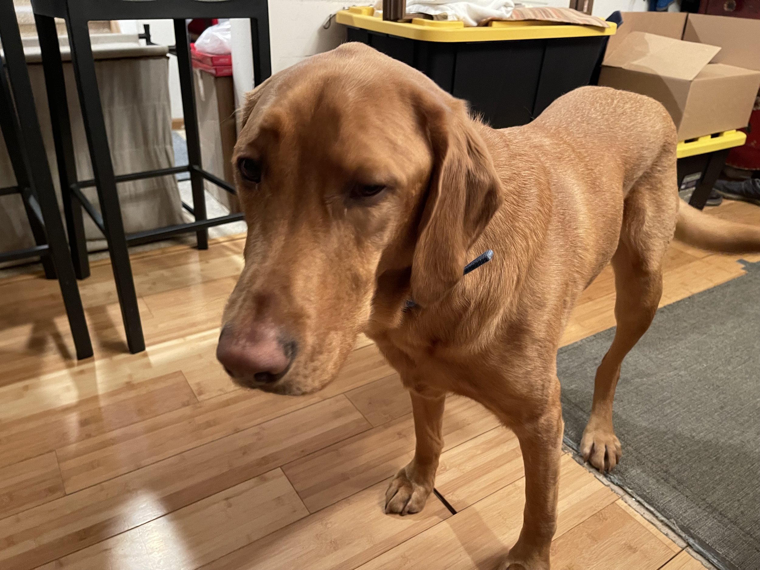 Which dog breed are you? Presbyterian edition