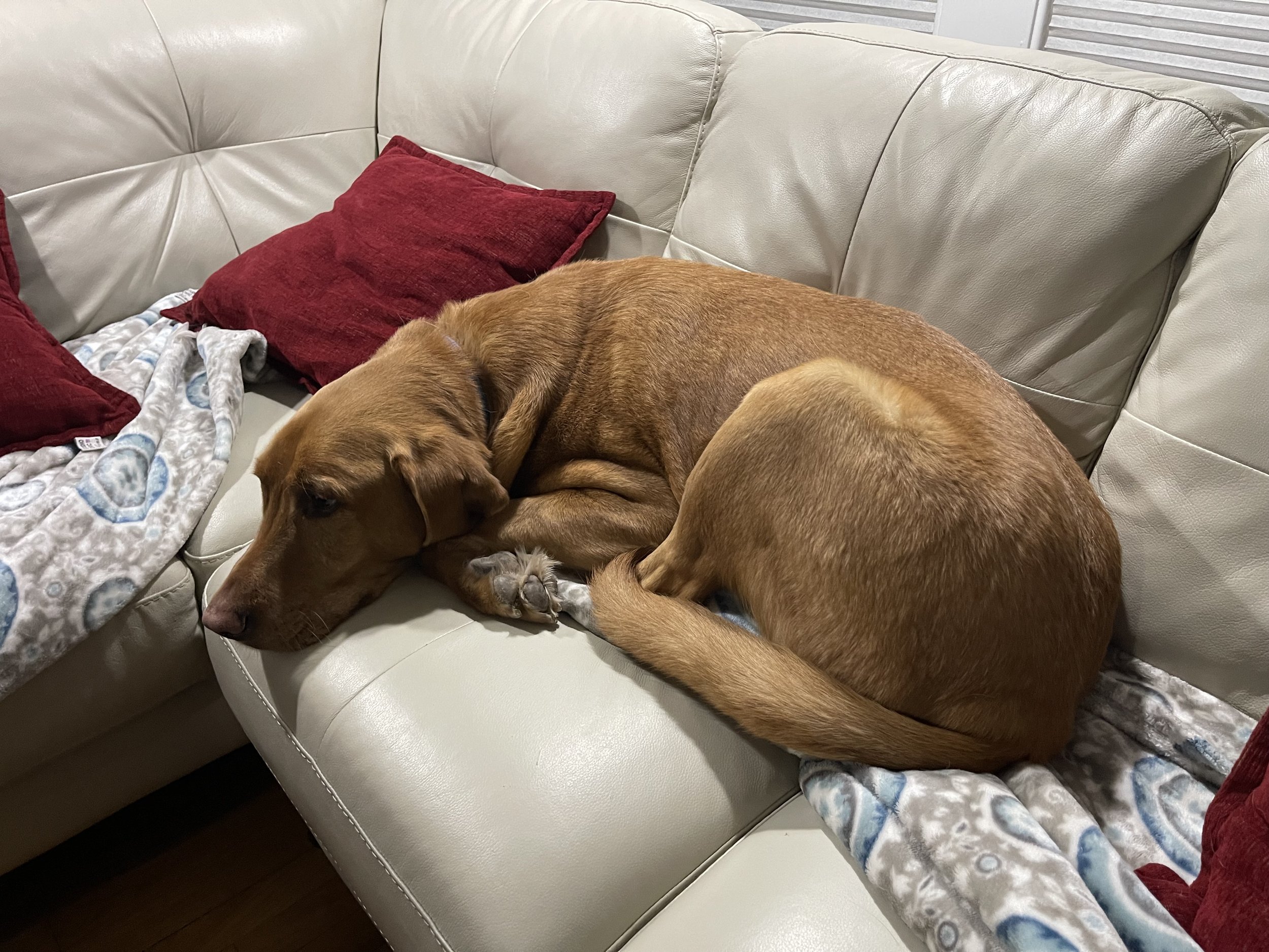 Which dog are you? Catholic, Episcopalian, Lutheran edition