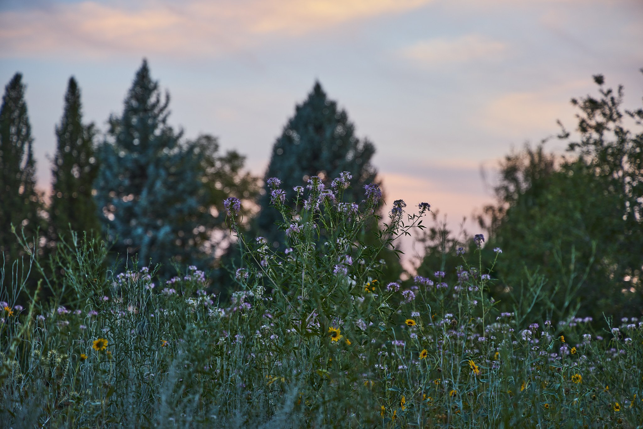 Wildflowers