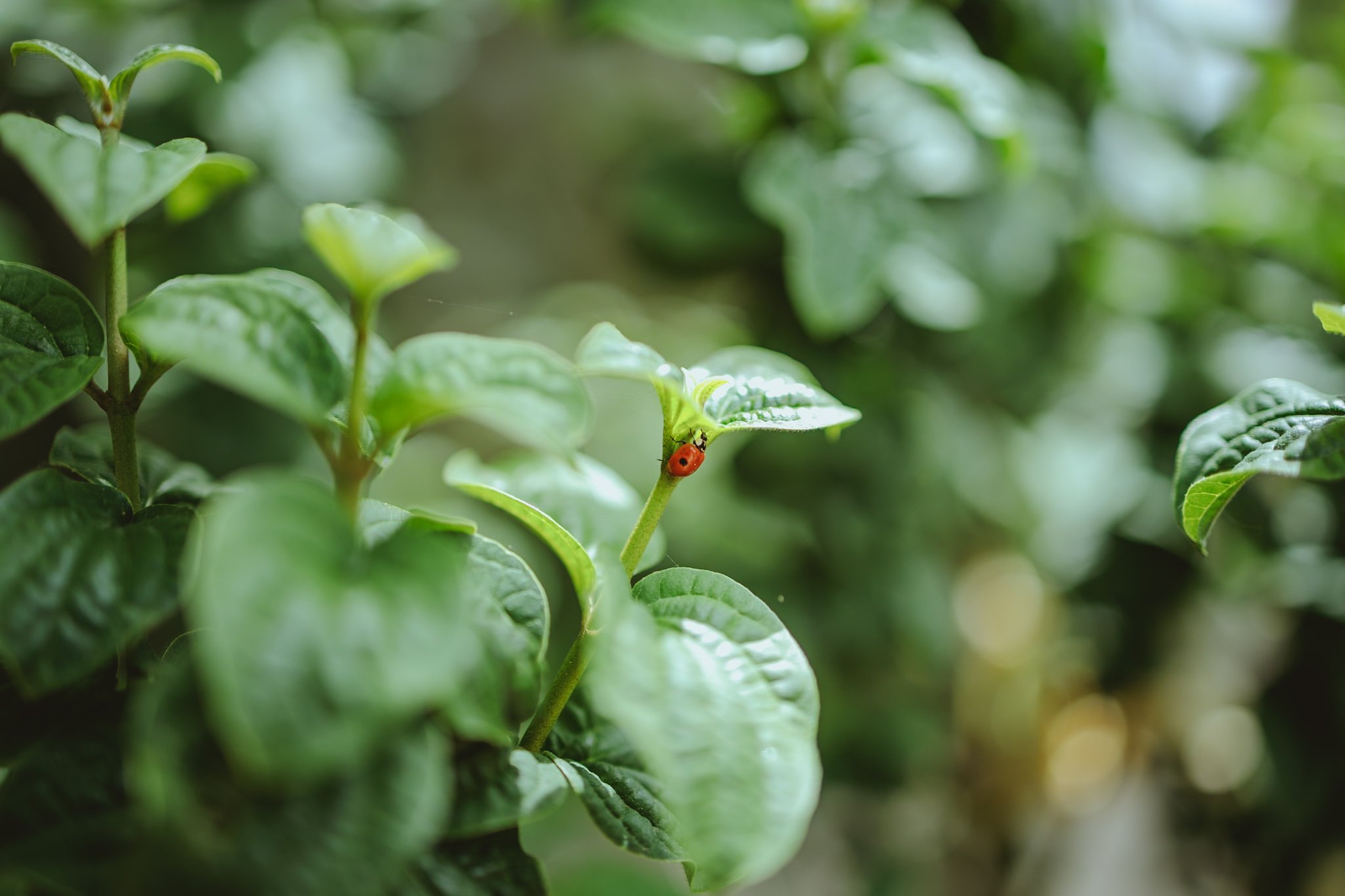 Ladybug