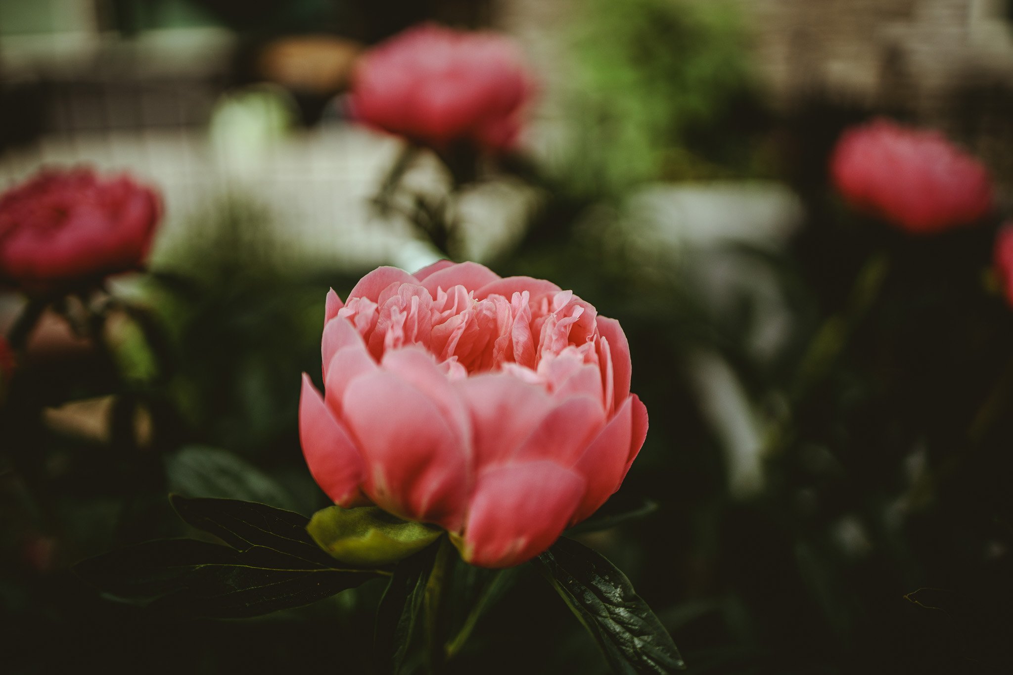 Efflorescence
