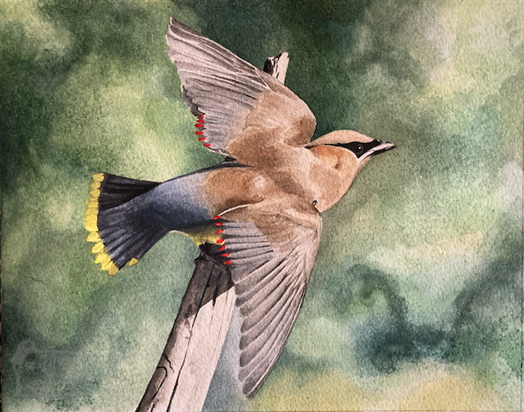 cedar waxwingWM2021.png