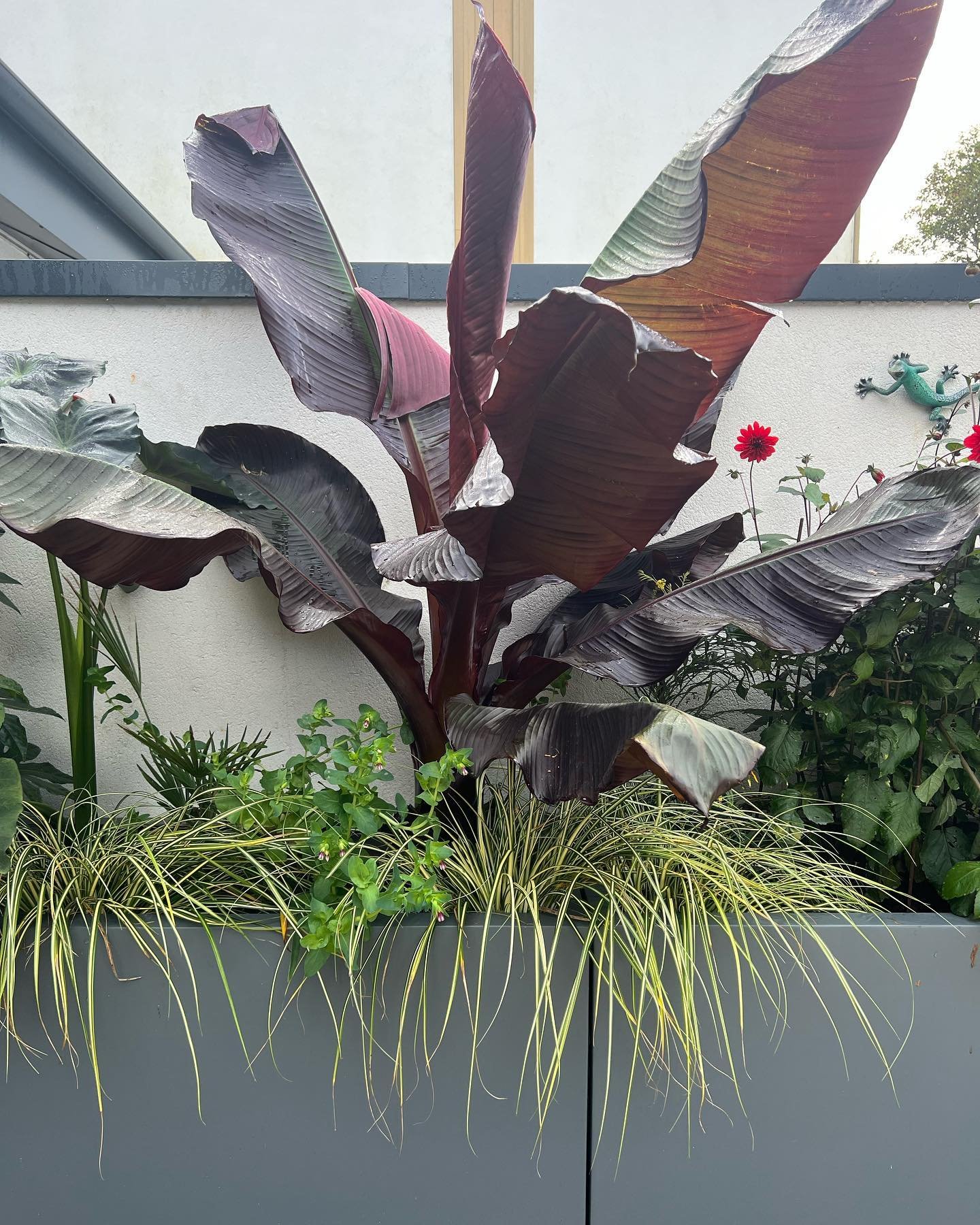 A tropical leafy vibe to this sunny courtyard in Frome. As part of the design we removed a high wall and replaced it with glazing to open up the views. The house looks out into the courtyard from two sides so creating a lush and leafy backdrop was es