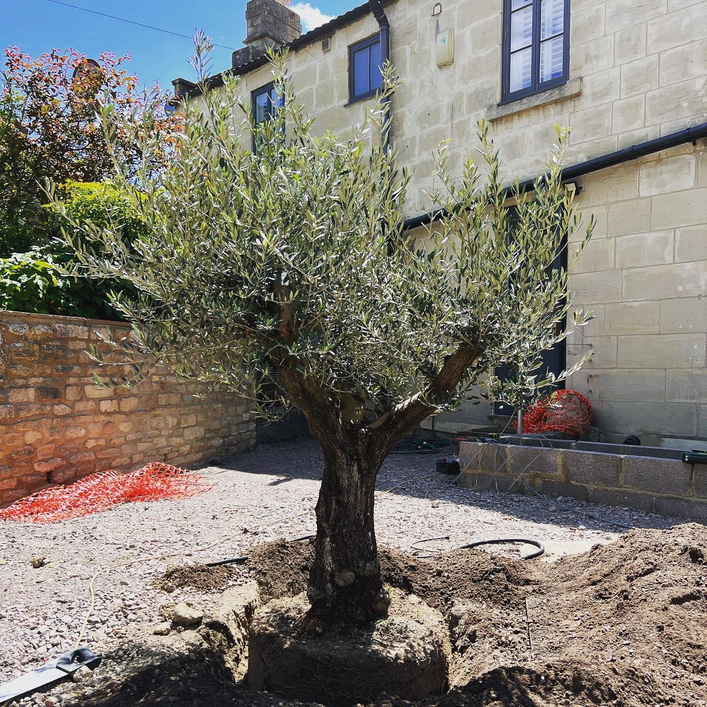 Arrival of this beauty today. Great selection of mature Olive trees at @suttonmanornursery_