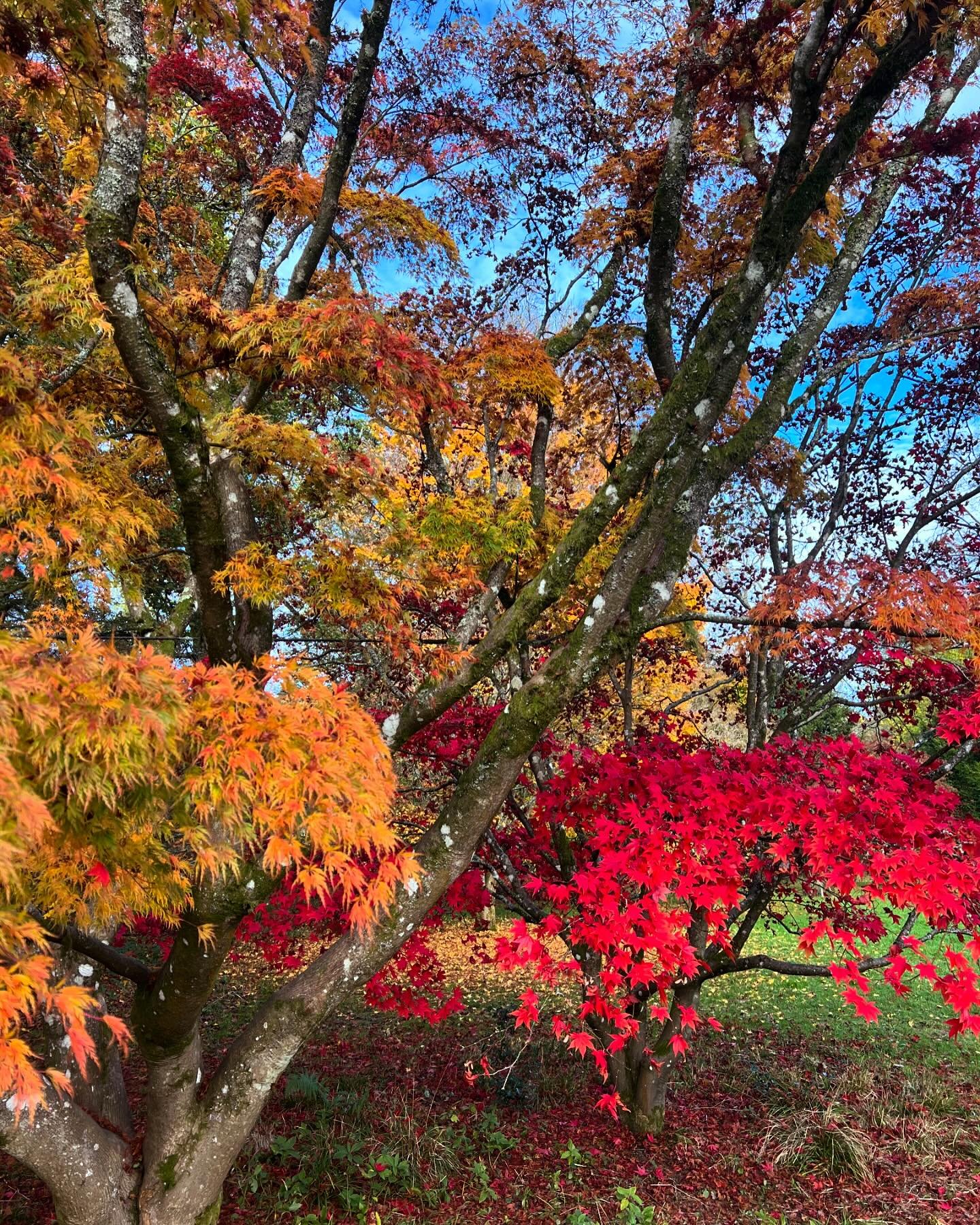 Autumn at @westonbirtarb 🍁