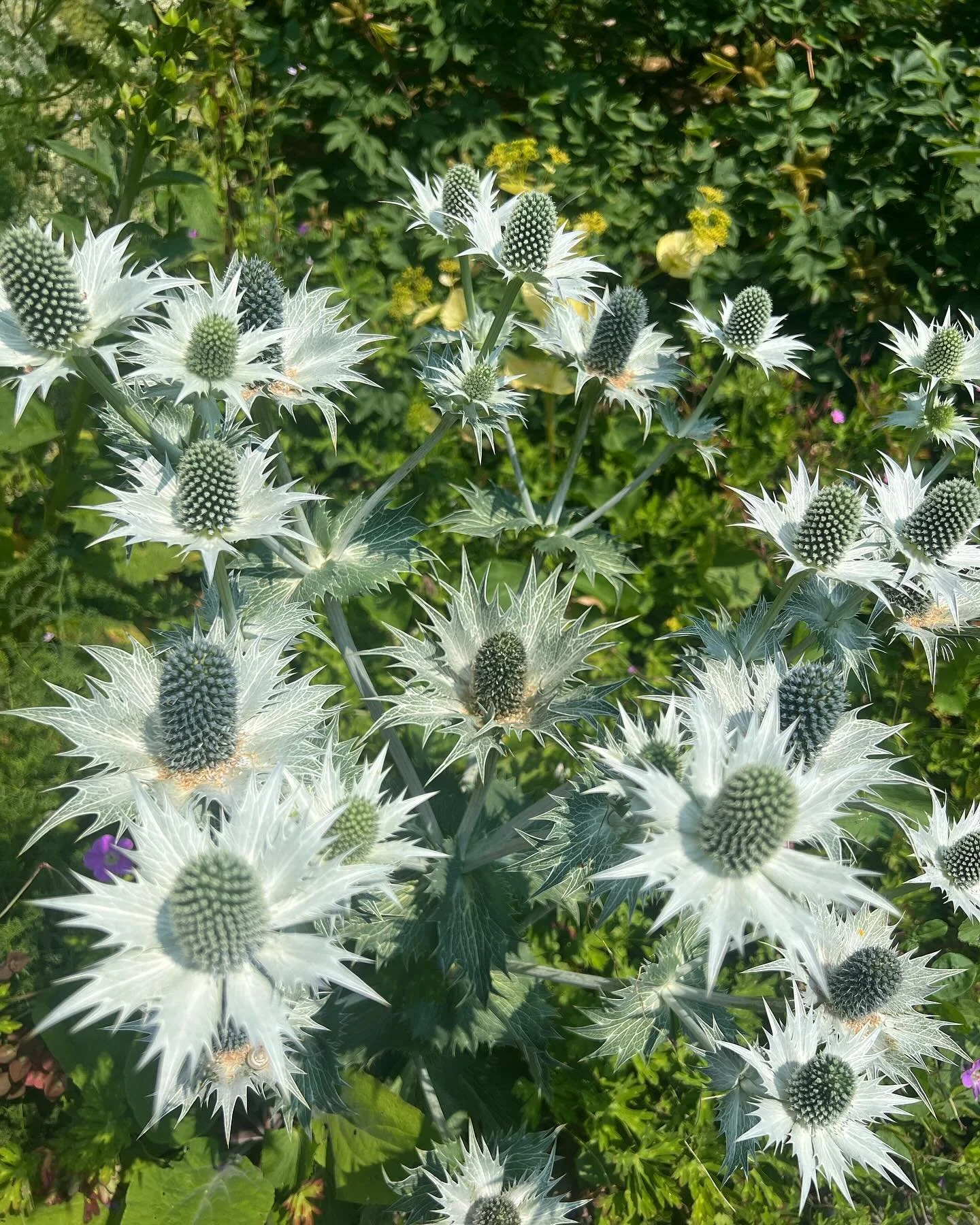 Quick visit to @specialplantsnursery this morning. Well worth a visit if you&rsquo;re after something a bit different. Surrounding gardens are also open to the public through the @nationalgardenscheme. A hidden gem.