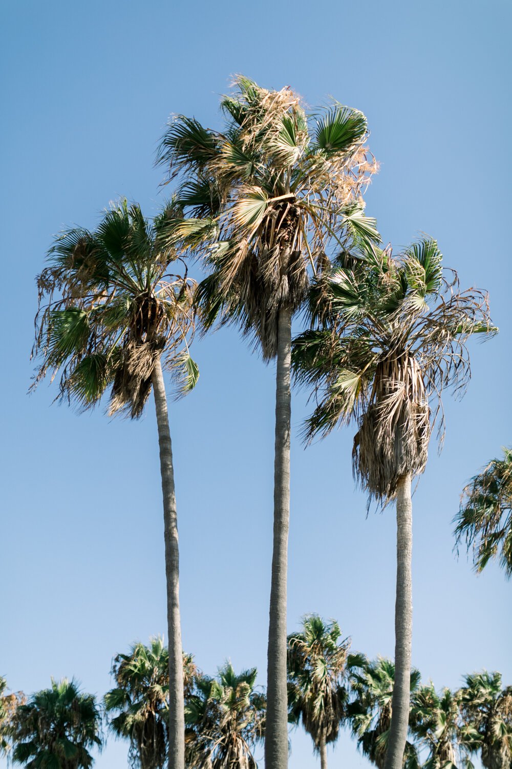 los angeles photographer- Venice Beach Boardwalk