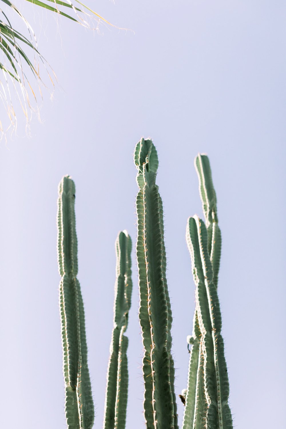 Joshua Tree Elopement- L'Horizon Palm Springs Wedding