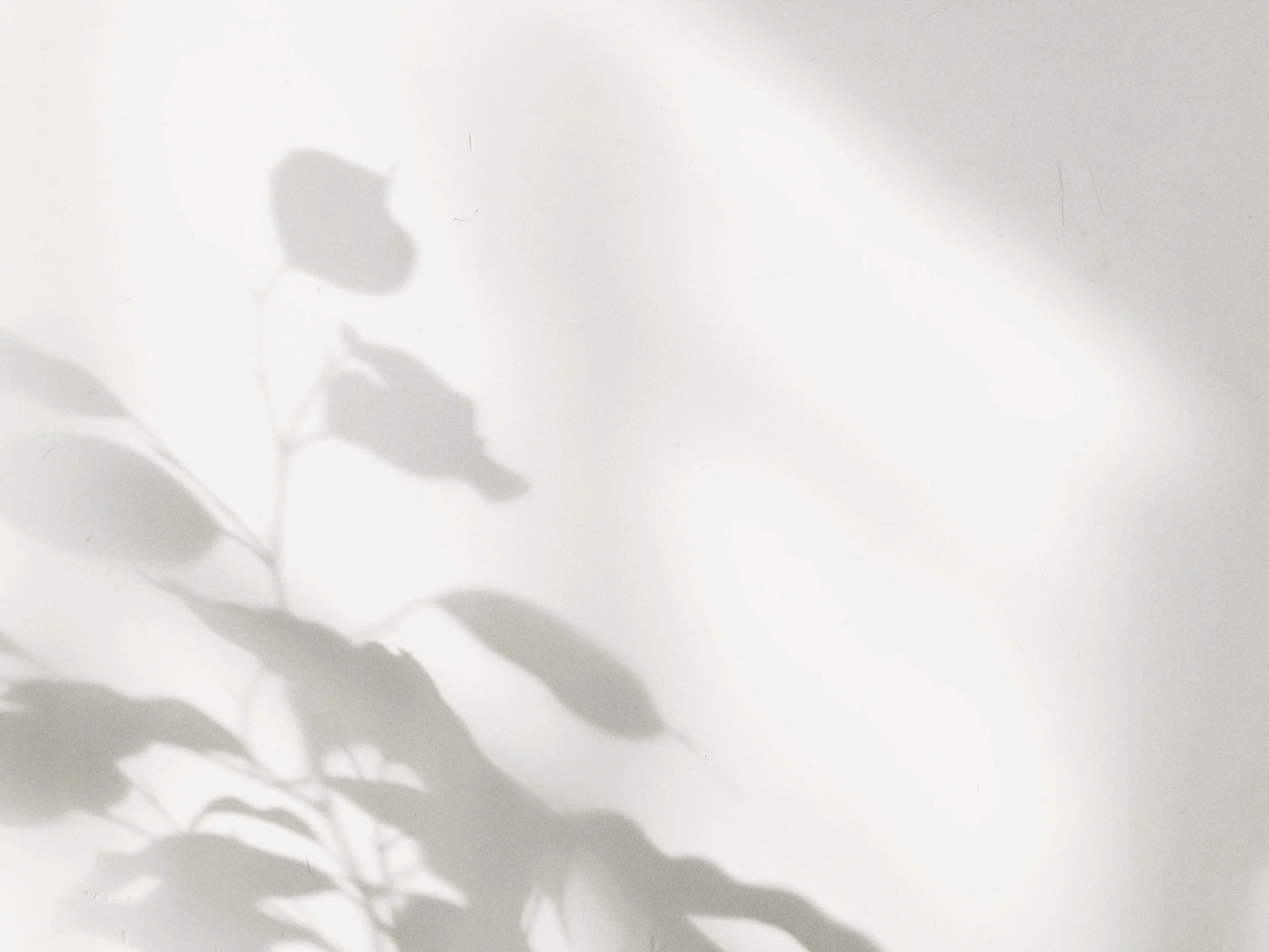 Shadows of leaves cast on a white wall with sunlight.