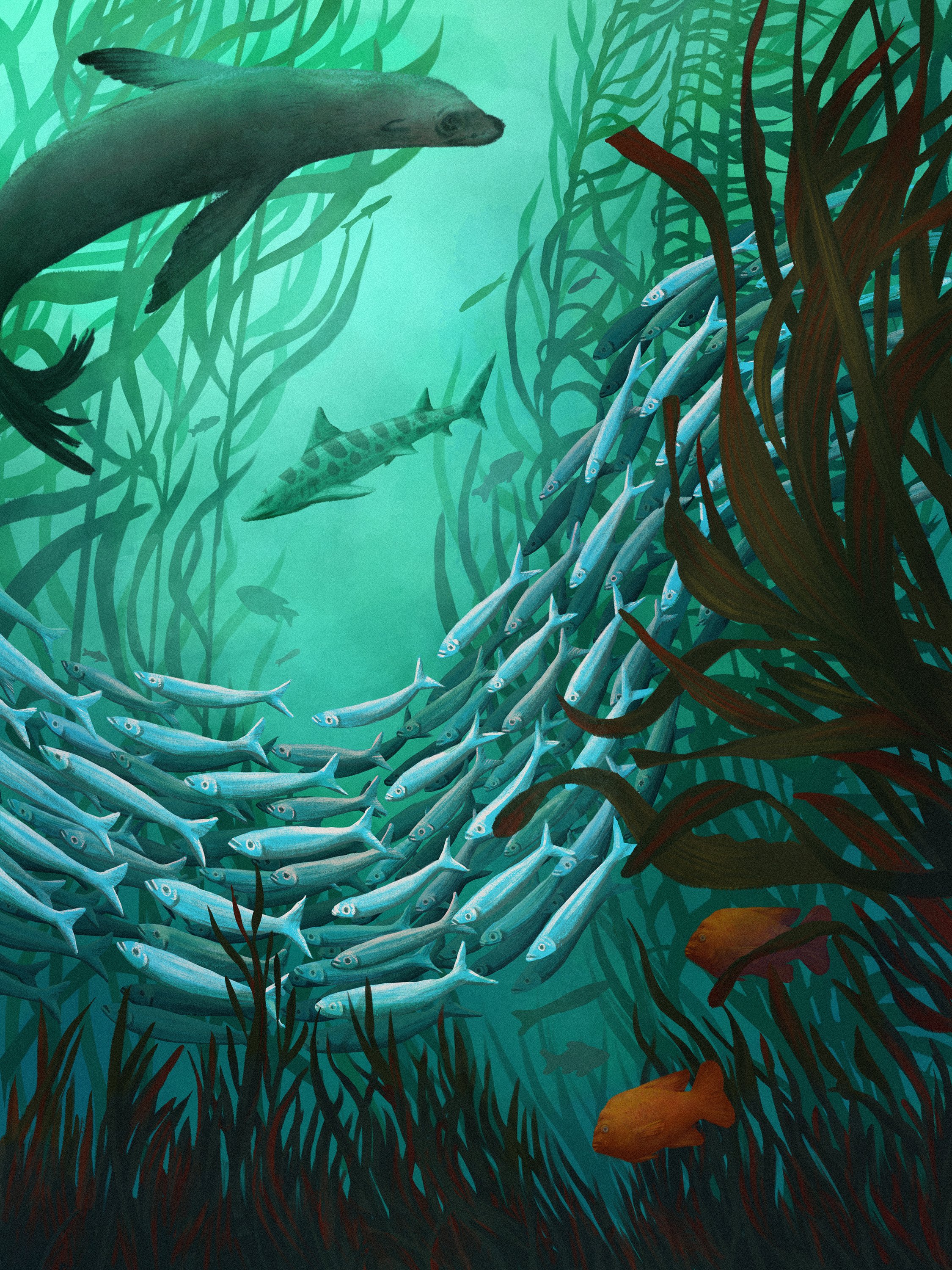 kelp forest.jpg