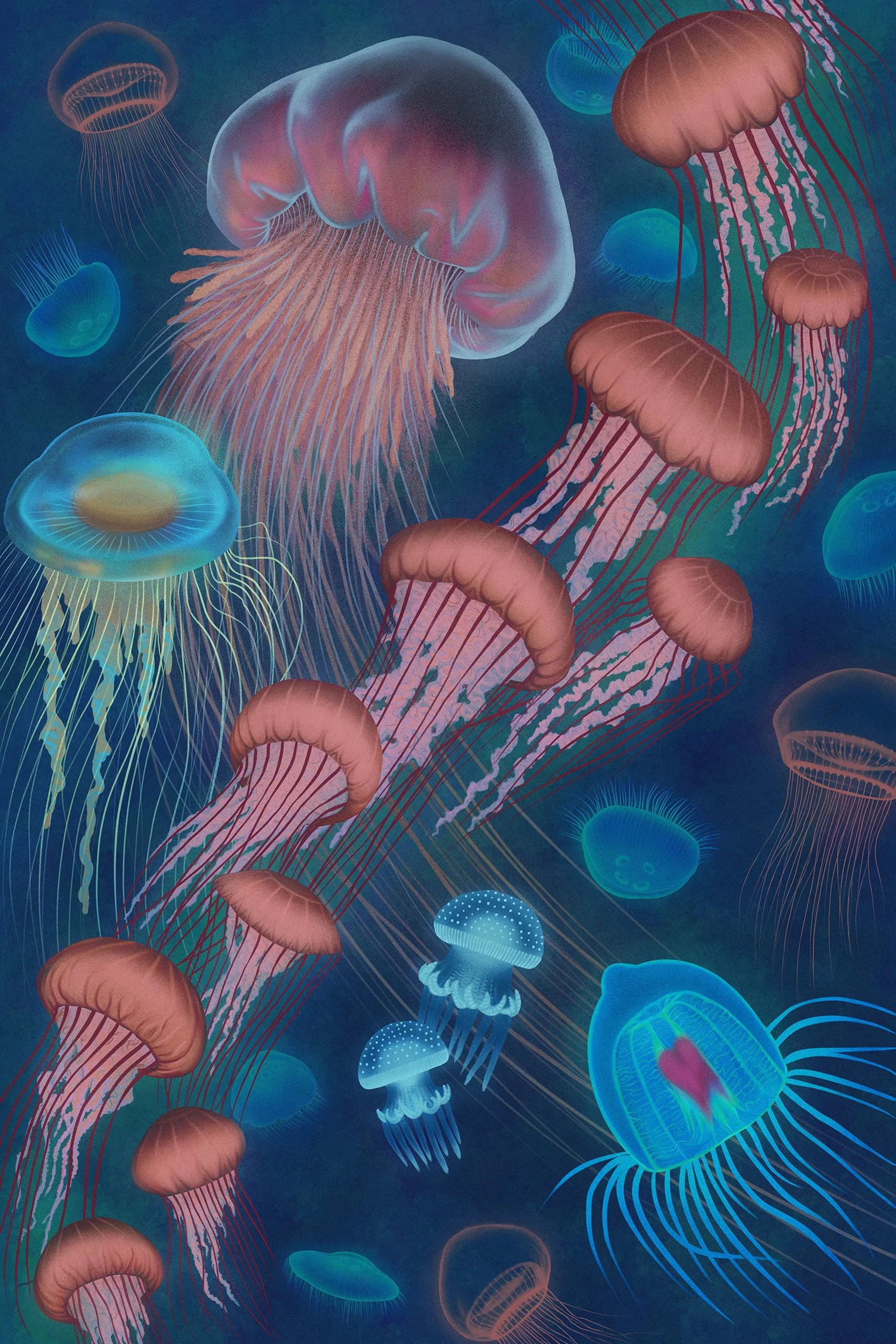 Jellyfish.jpg