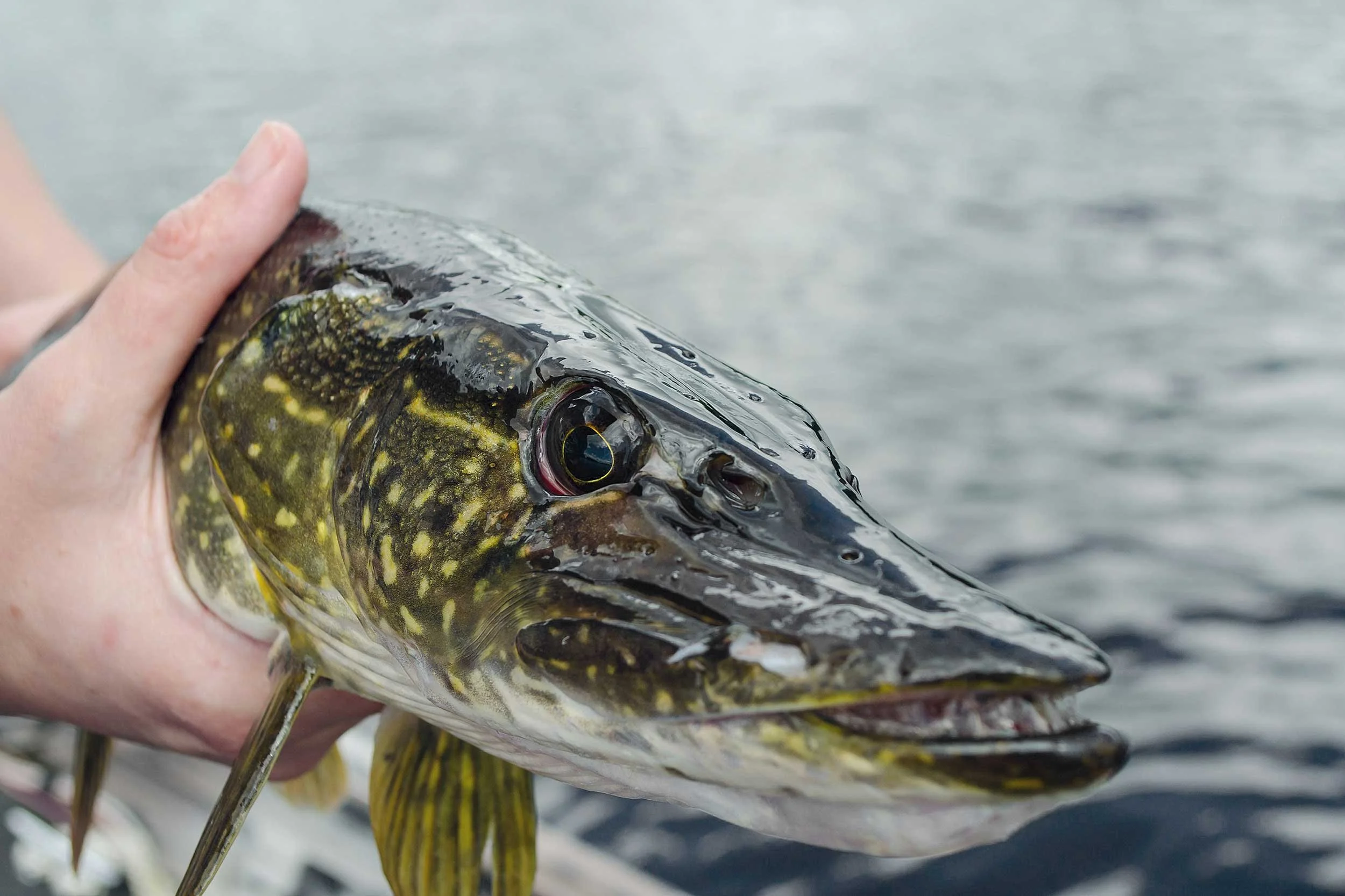 Brand Mood for MTX Fishing by Motonet Oy | Q& Brand Studio