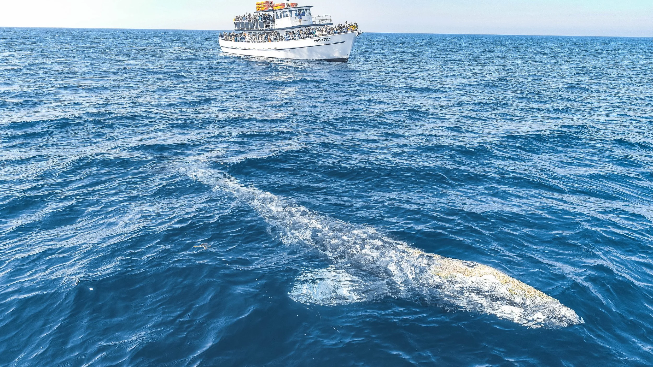 Whale Watching