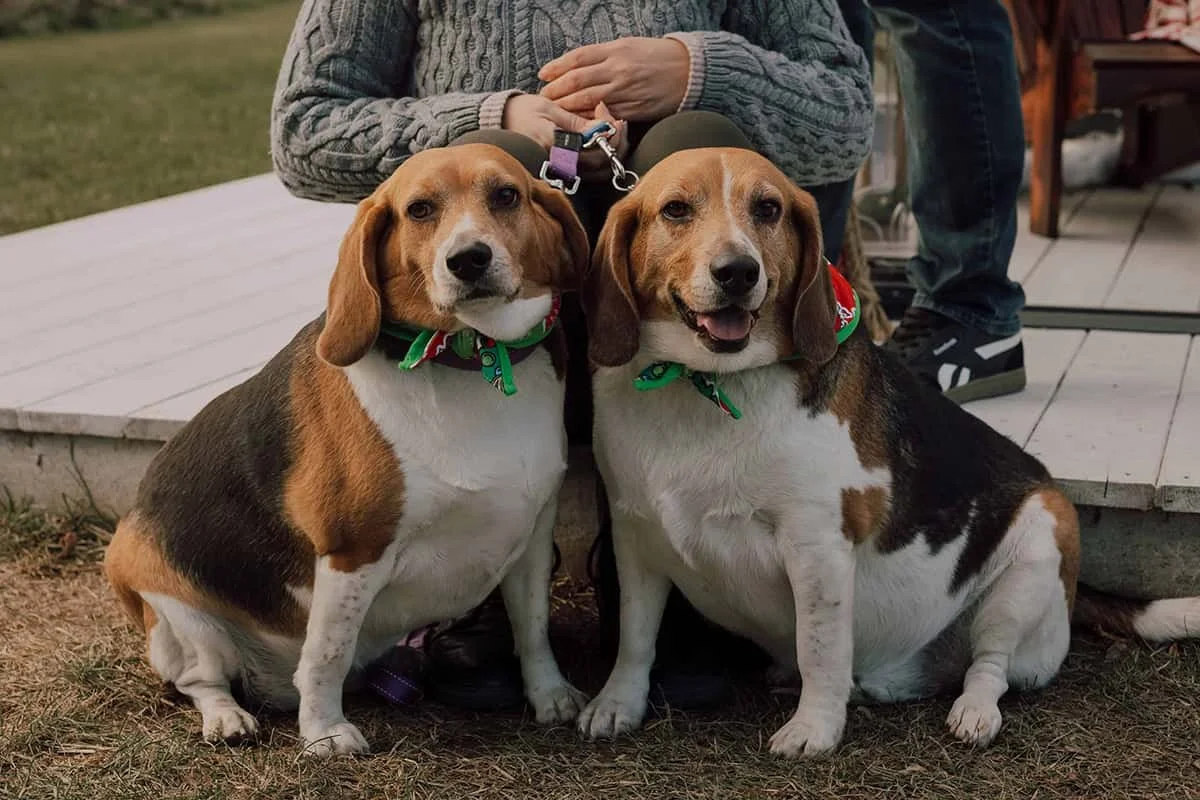 Ruby-Manor-Christmas (2).jpg