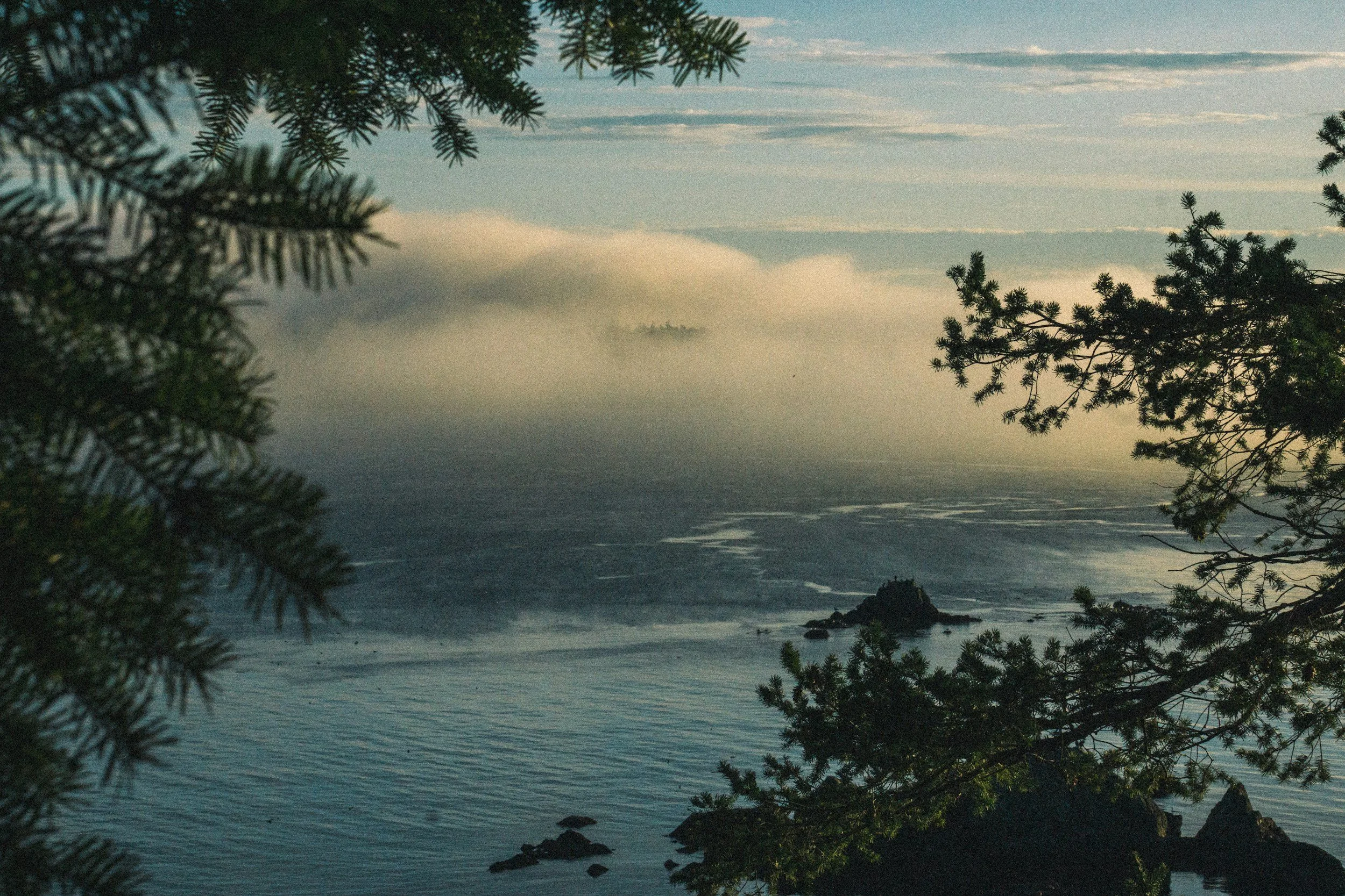 A serene coastal scene with pine tree branches in the foreground and a body of water with rocks in the distance. Fog covers the horizon with a cloudy sky above.