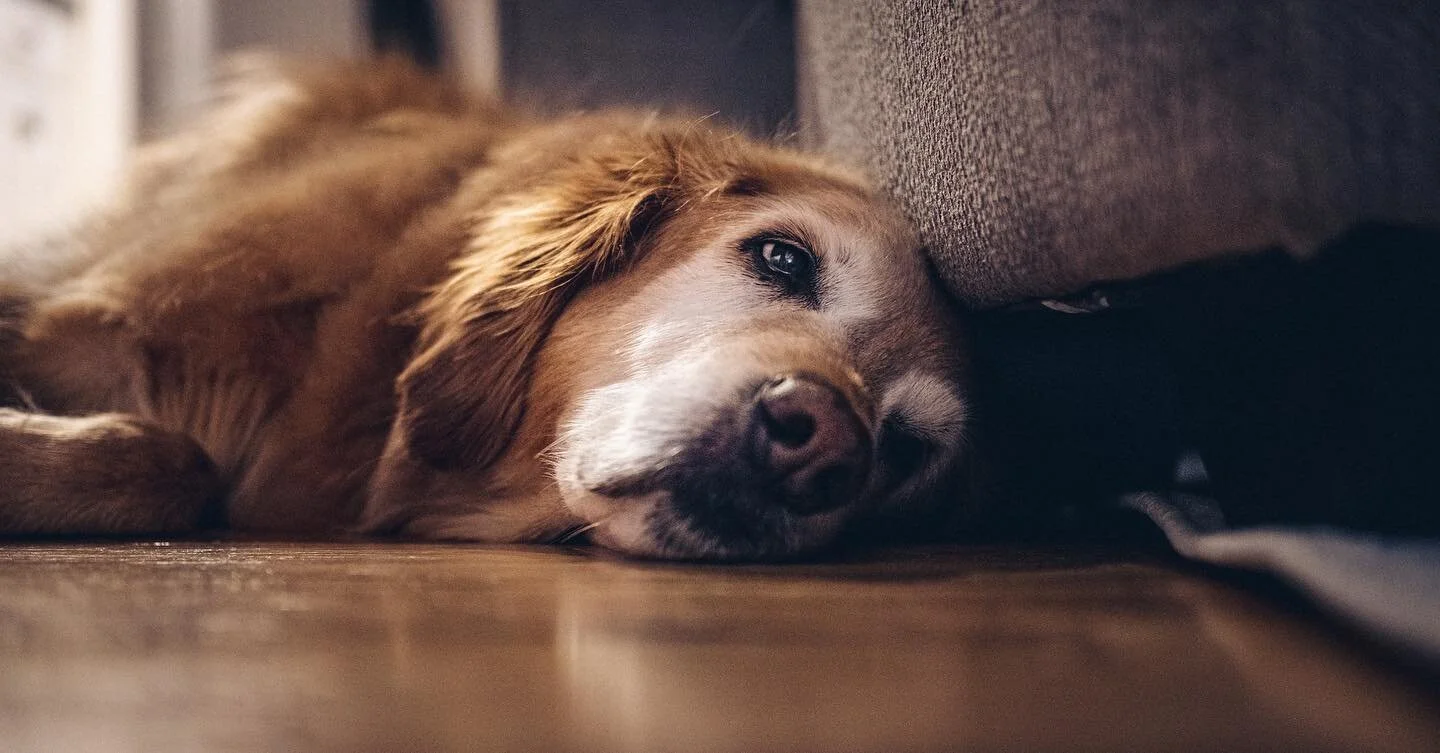 @mrsashleyhamilton and I have been trading places and dog sitting this old girl this week.