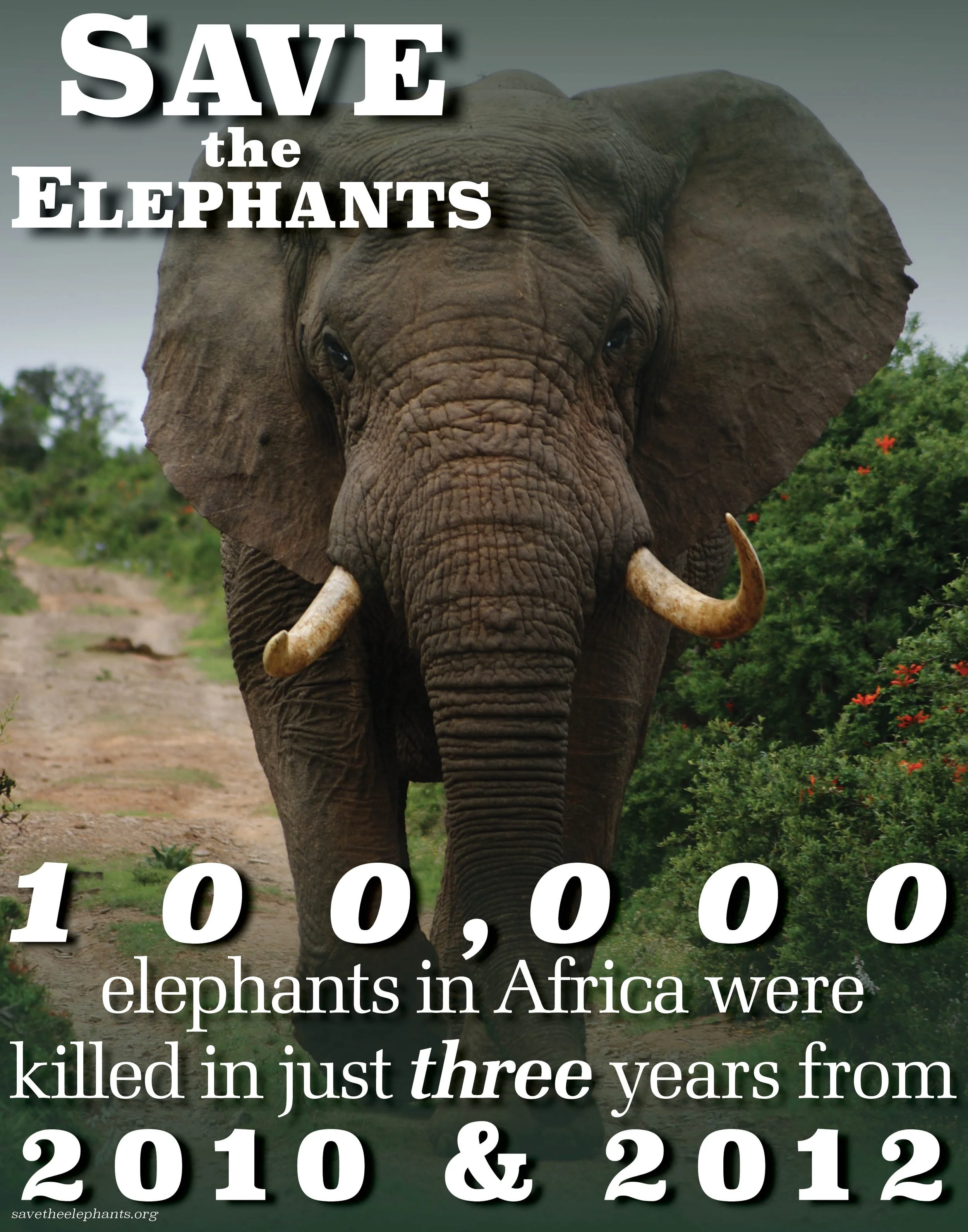 Save the Elephants Poster