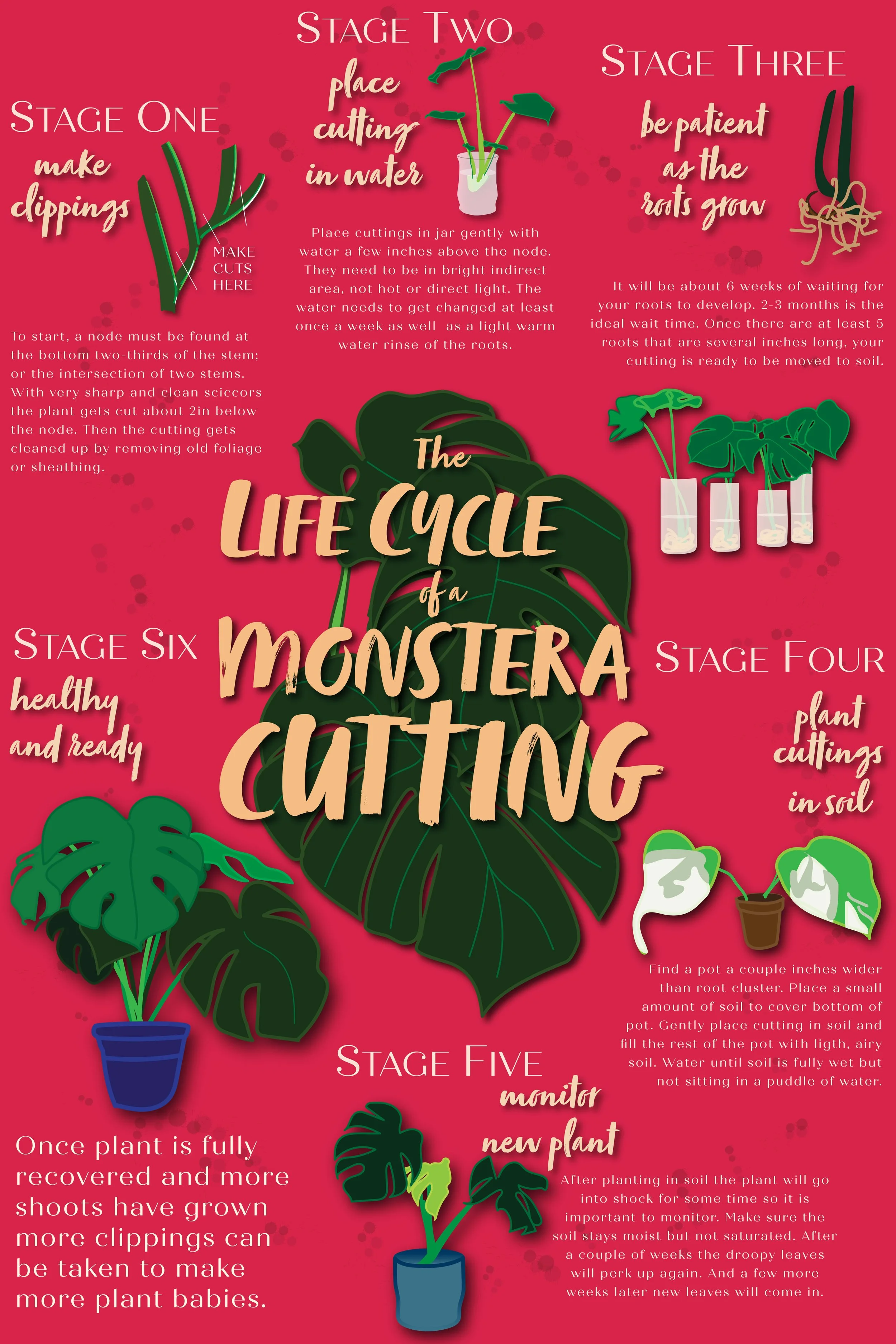 Life Cyle of a Monstera Cutting Poster