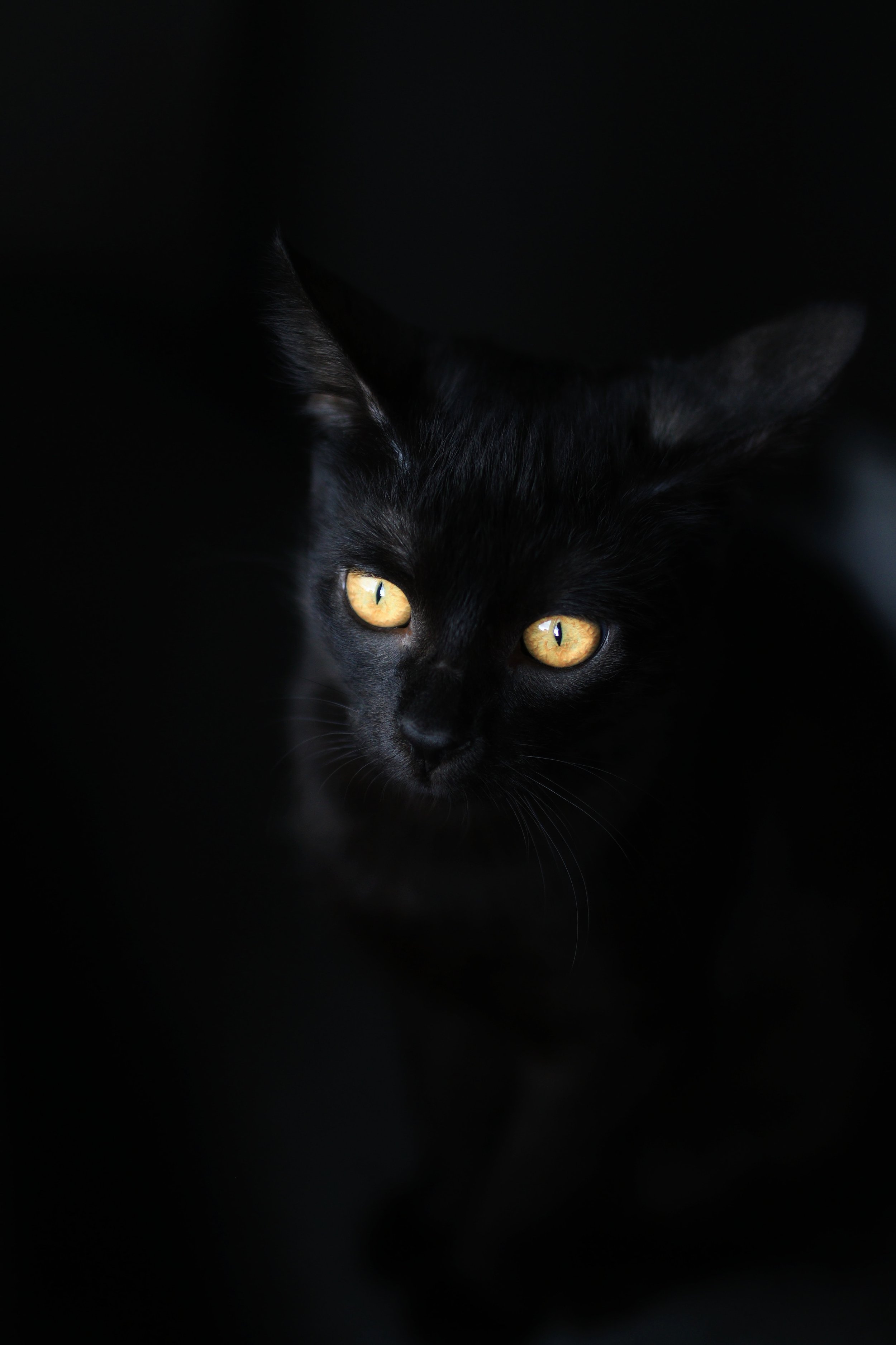 Black Cat Rescue In Boston, Massachusetts: Animal Shelter For Pets — Animal  Hearted Apparel