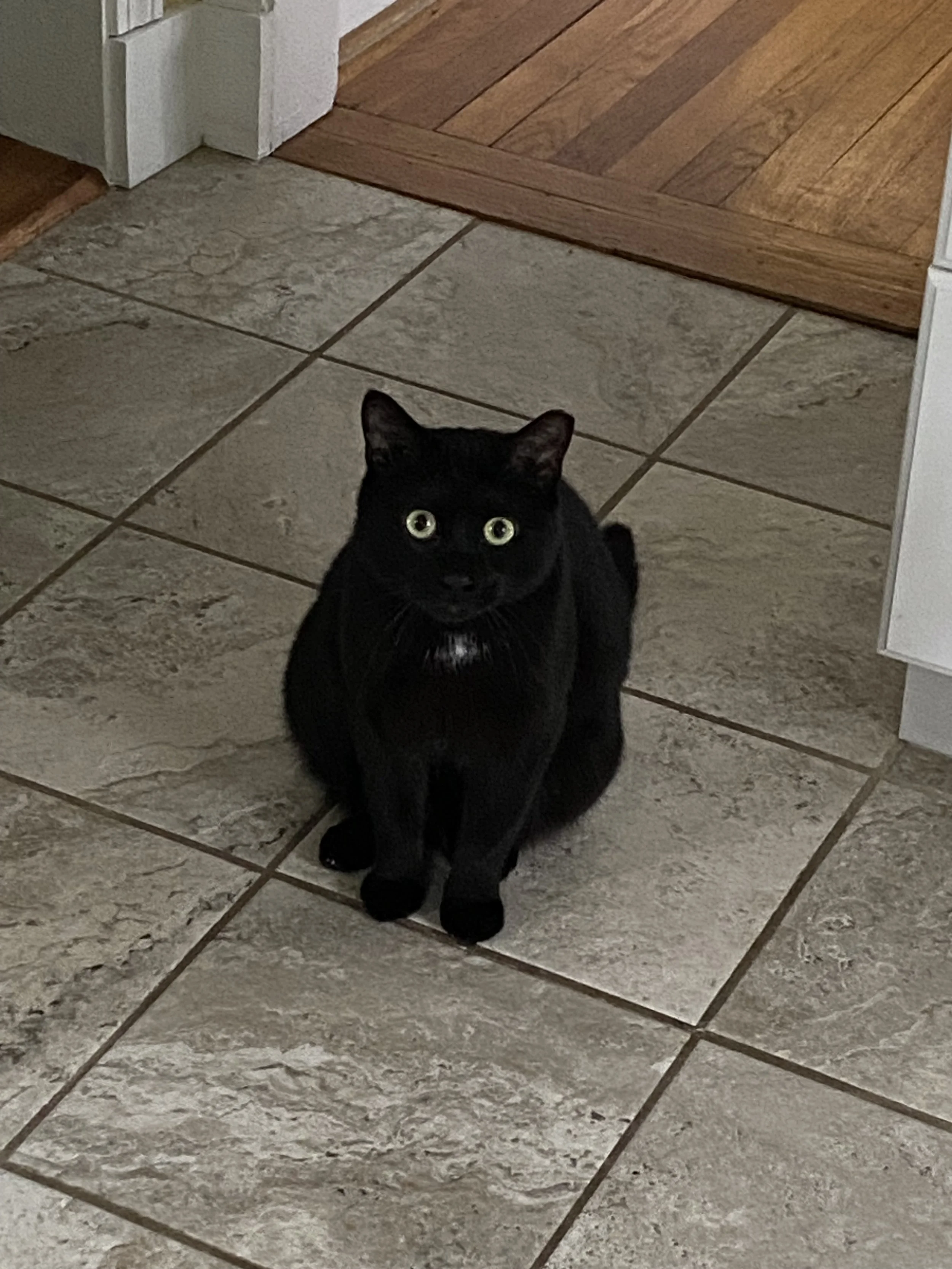 Black cat sitting on tiled floor near a wooden step and kitchen cabinets.