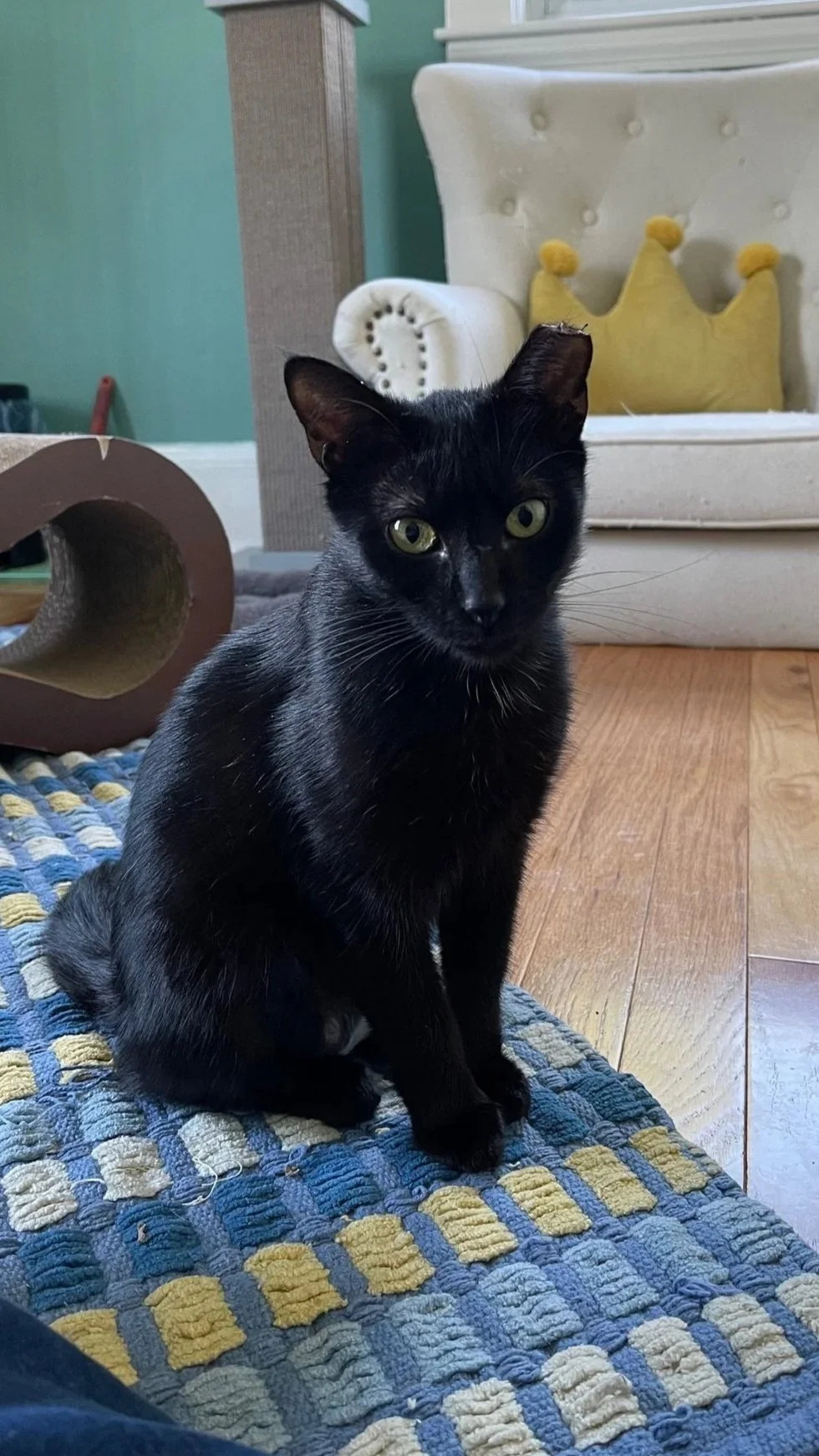 A black cat with green eyes sitting on a multicolored rug in a room with hardwood floors. There's a white couch with a yellow crown-shaped pillow and a cat scratching post in the background.